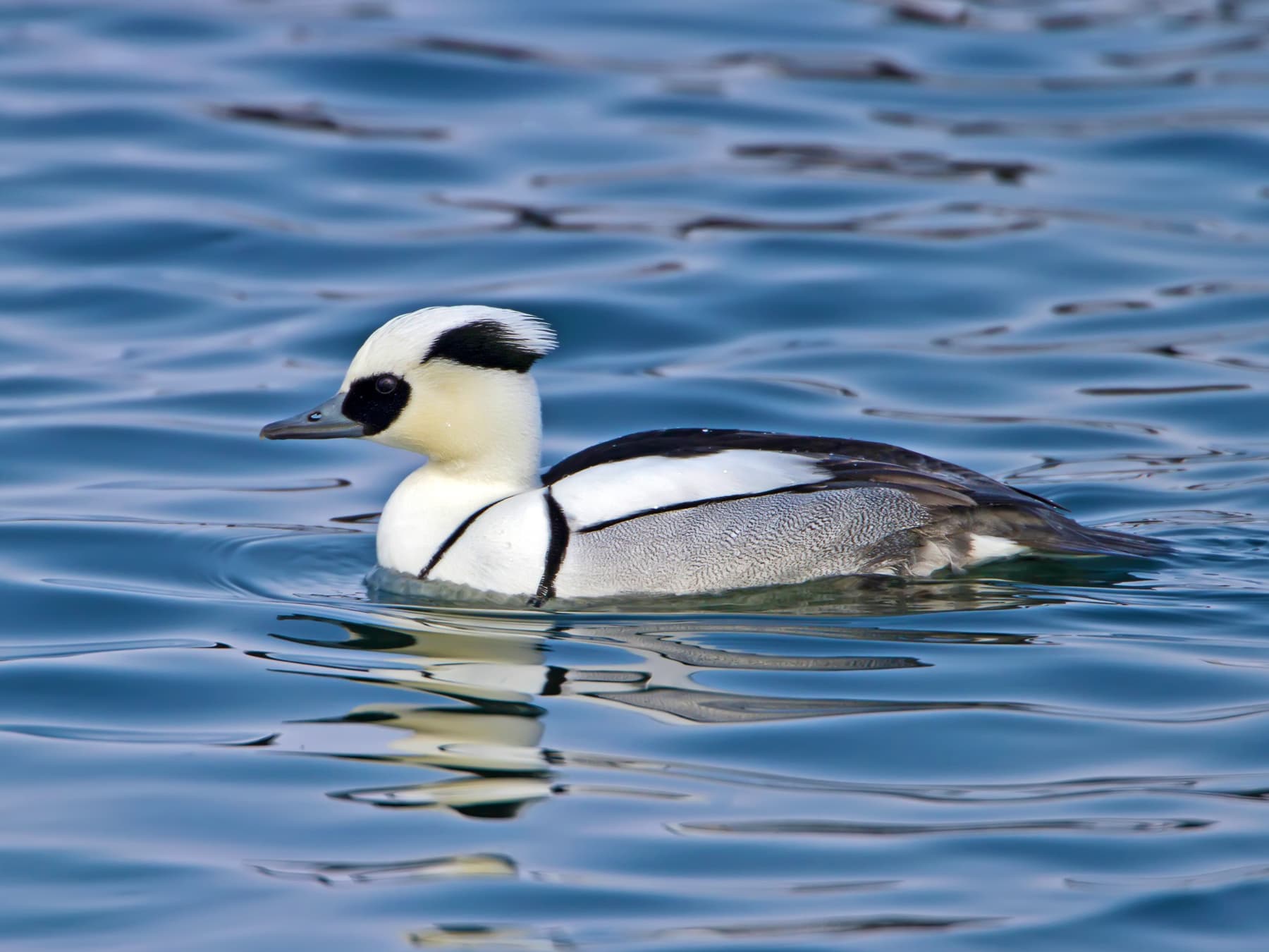 Smew