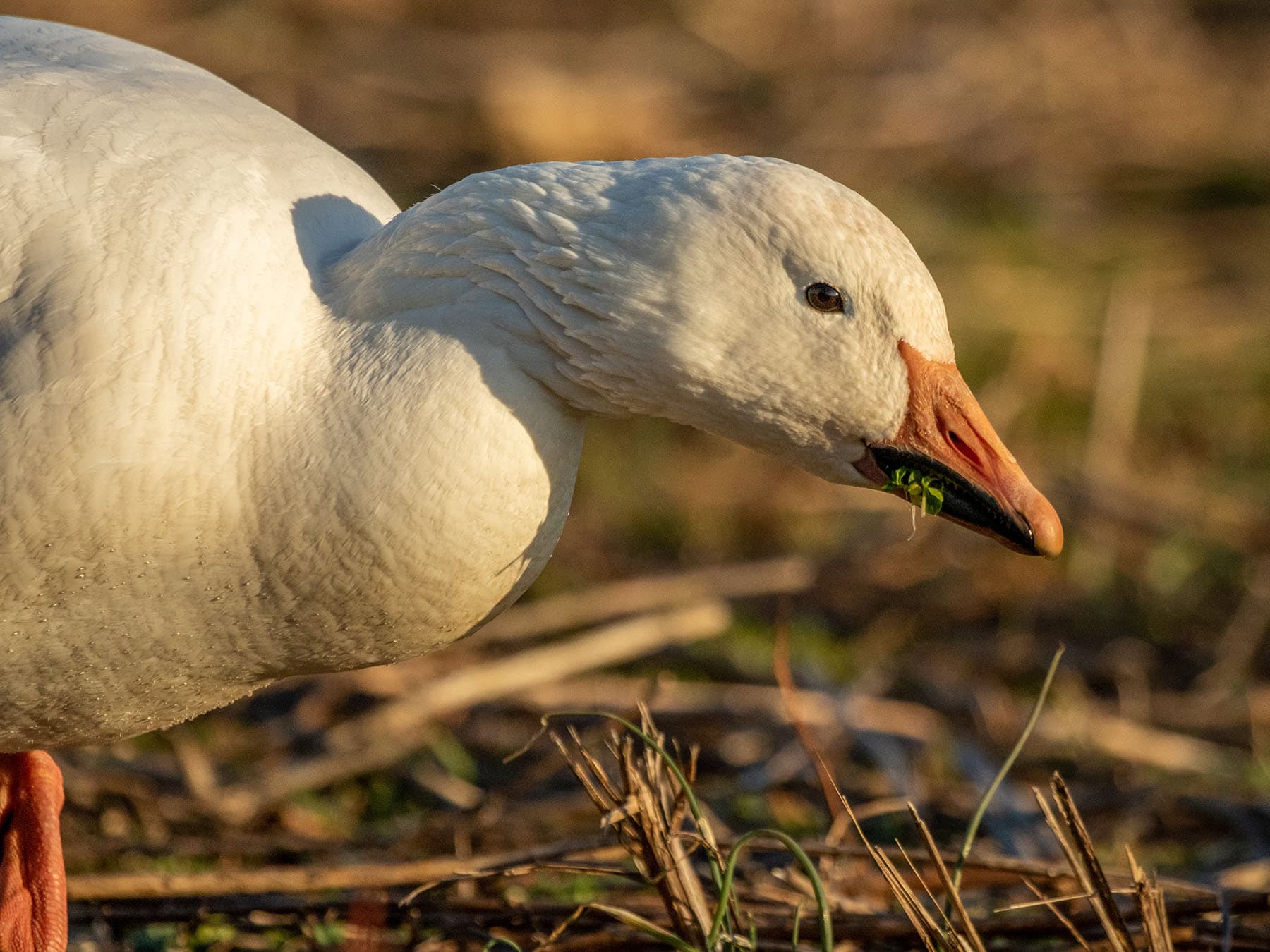 Snow goose eating