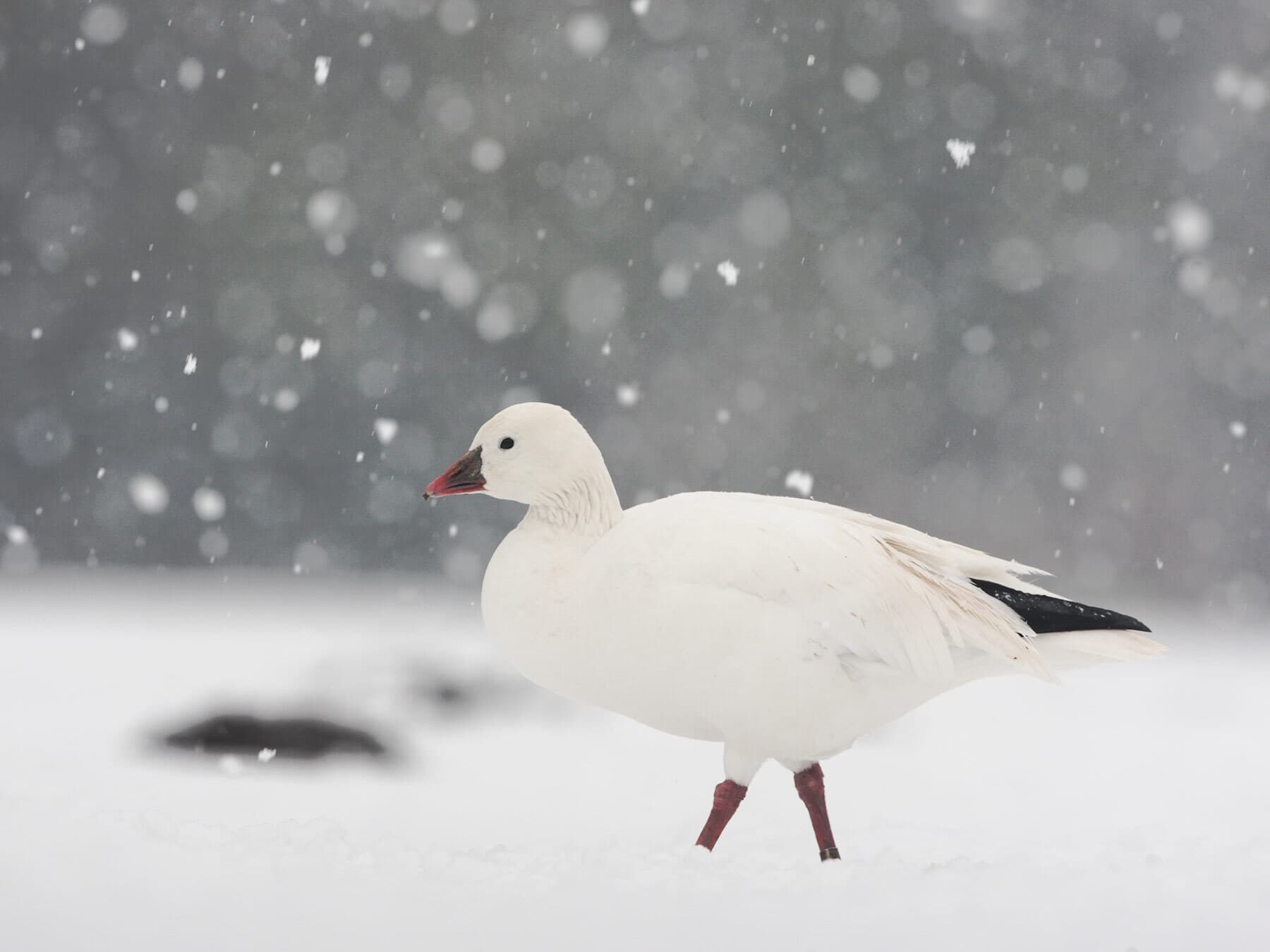 Snow goose in winter