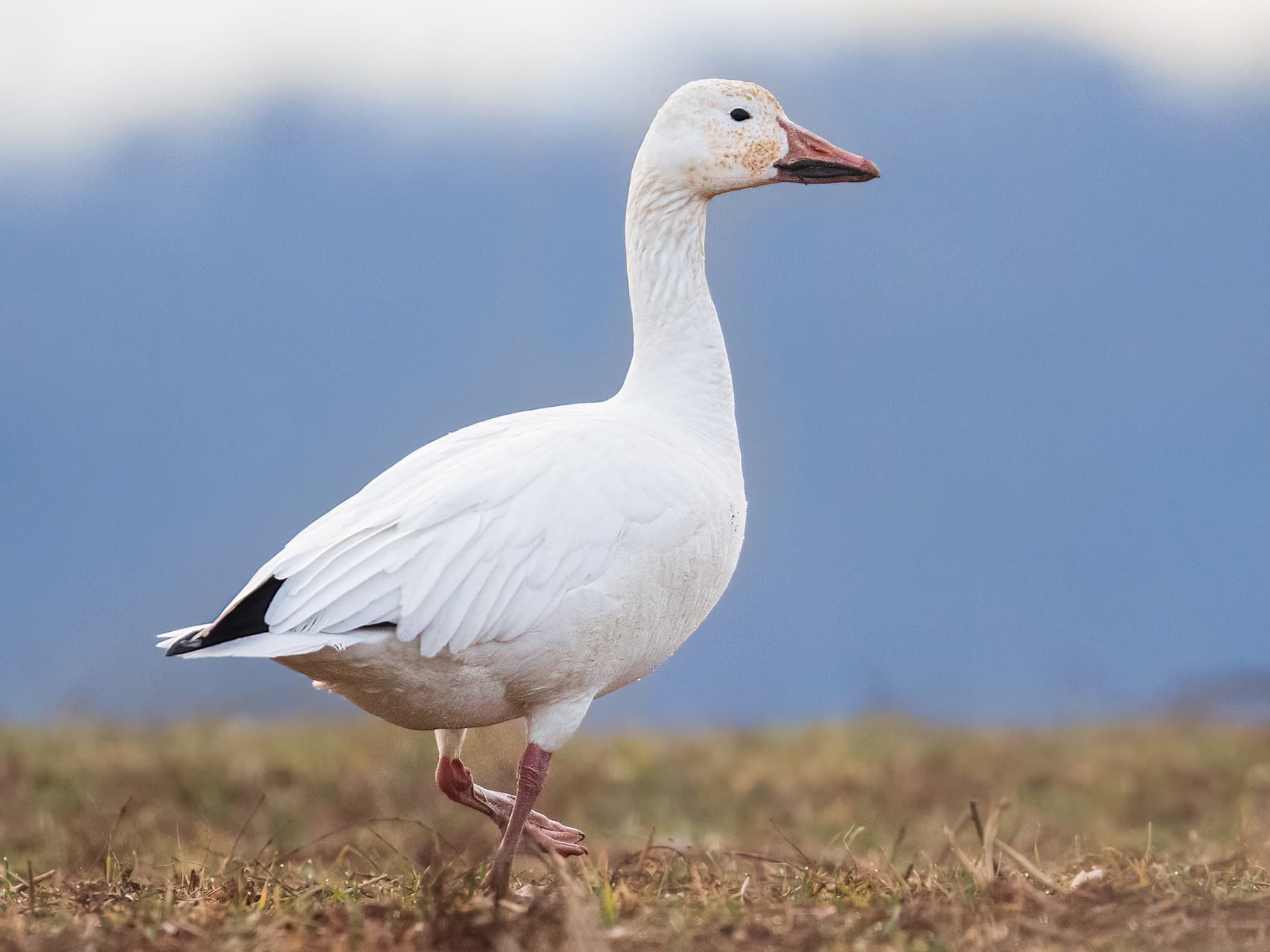 Snow Goose
