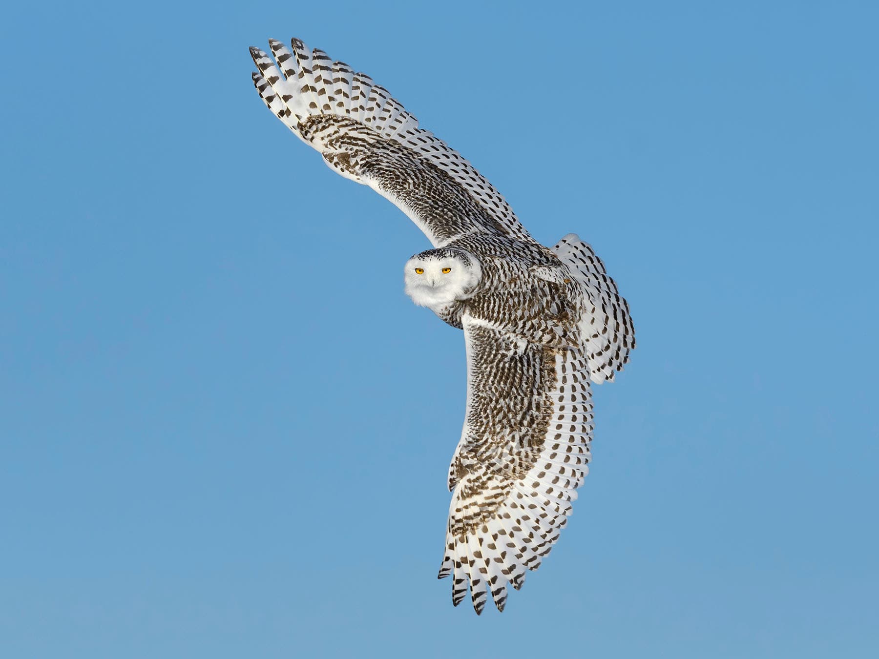 Snowy owl climate change