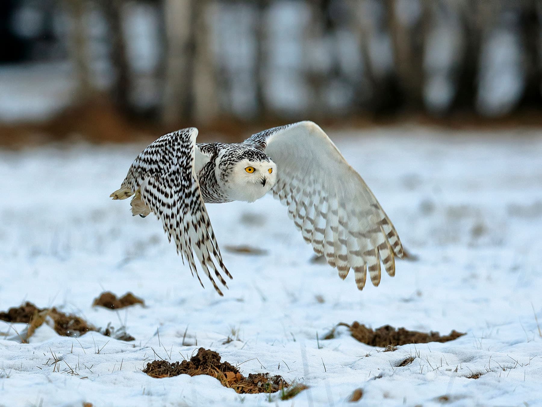 Snowy owl flying low