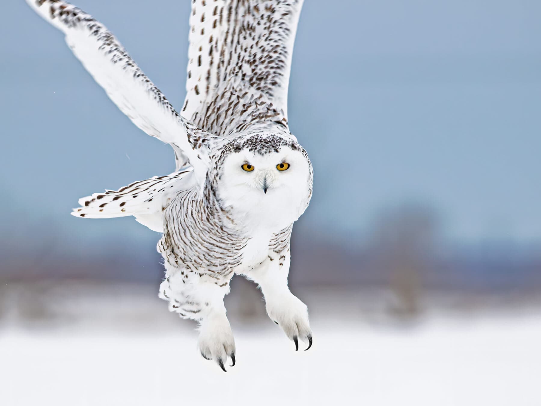 Snowy owl hunting