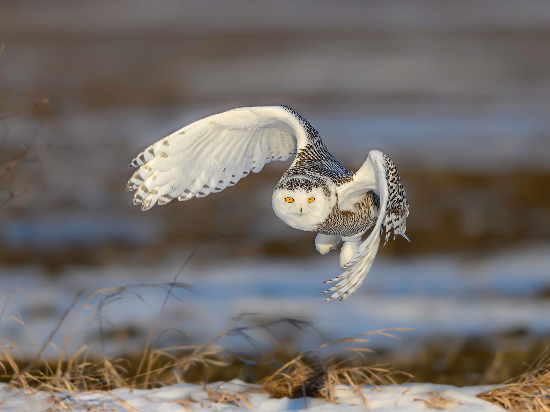 Snowy owl hunting