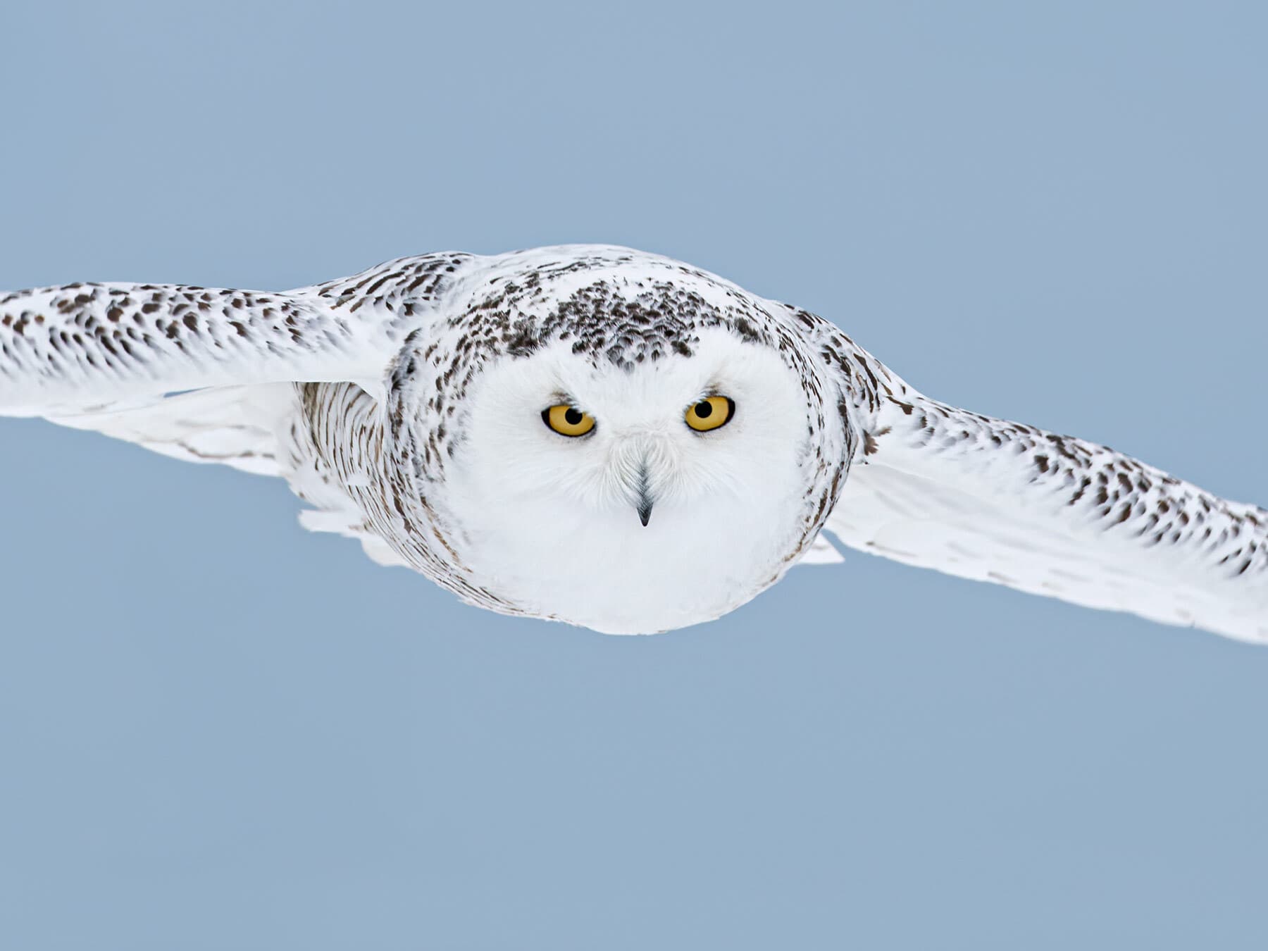 Snowy owl in flight