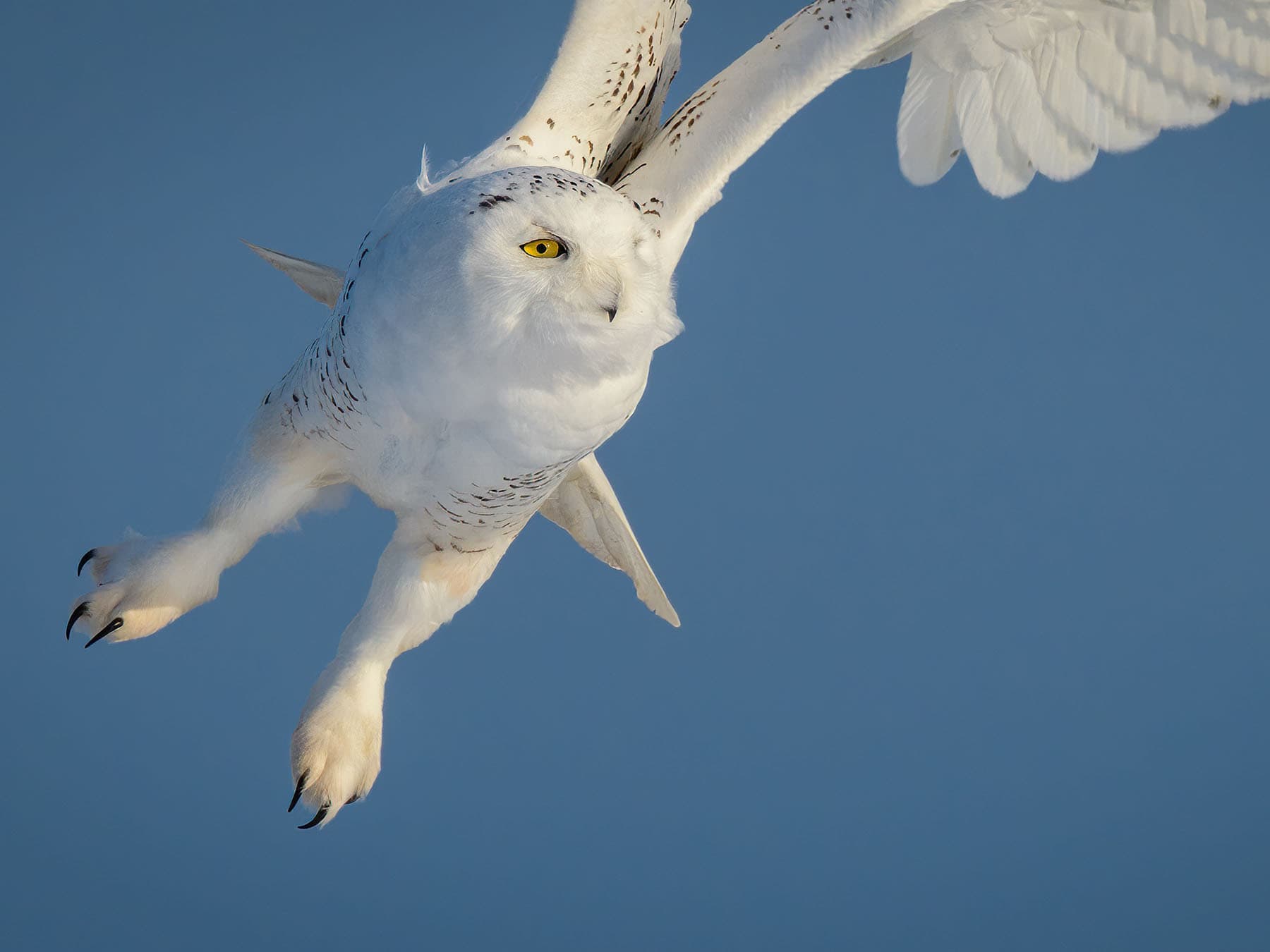 Snowy owl legs