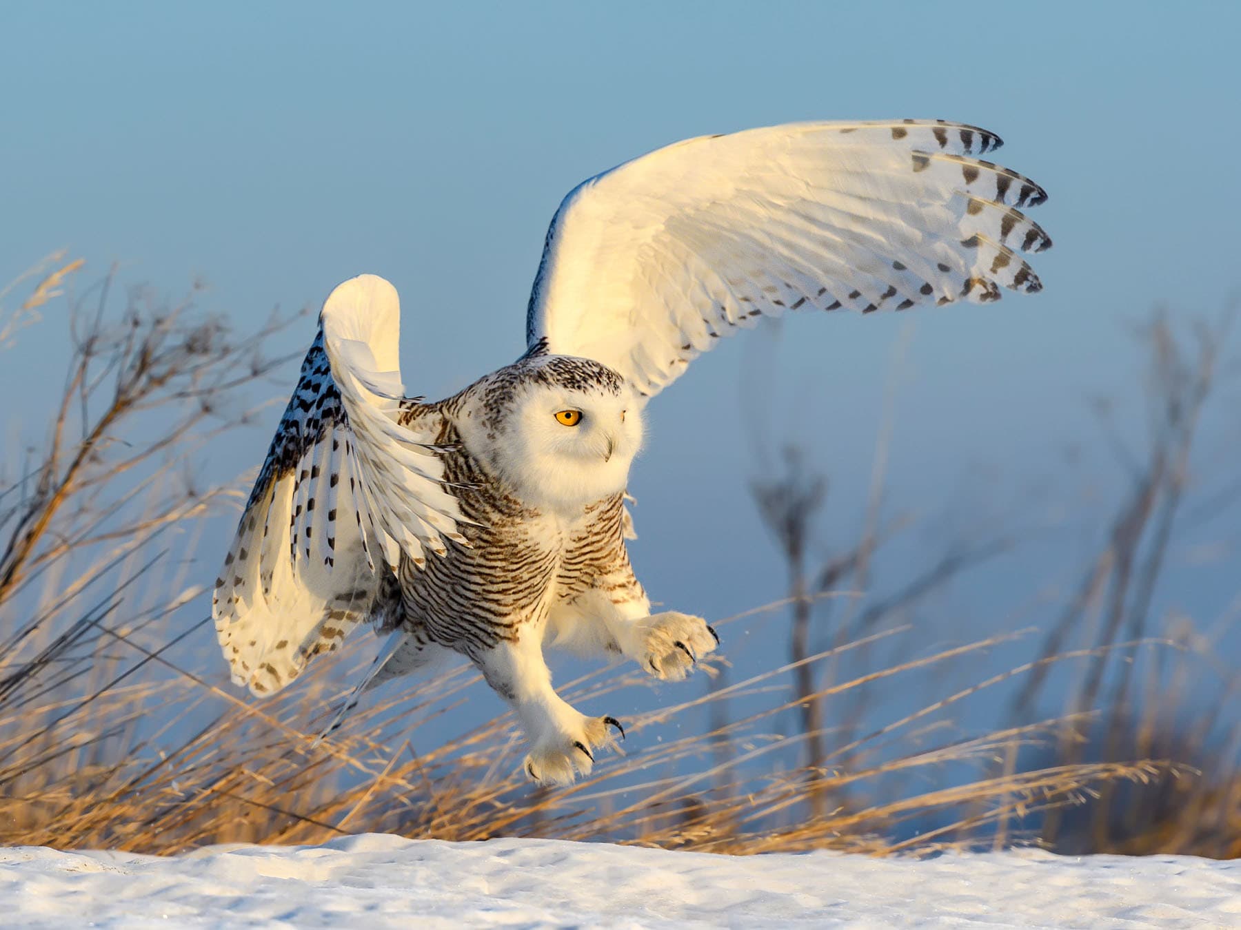 Snowy owl taking off