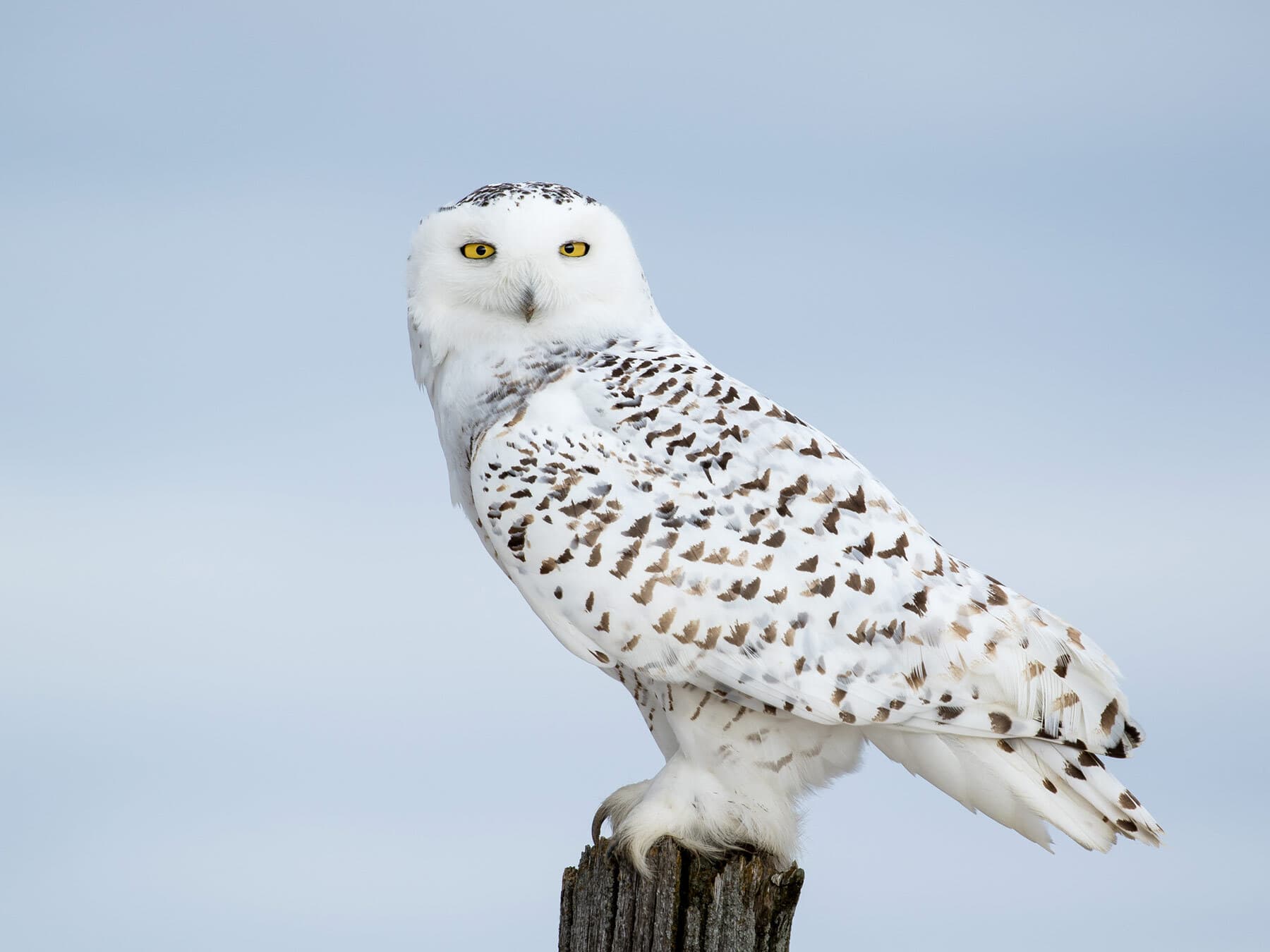 Snowy owl