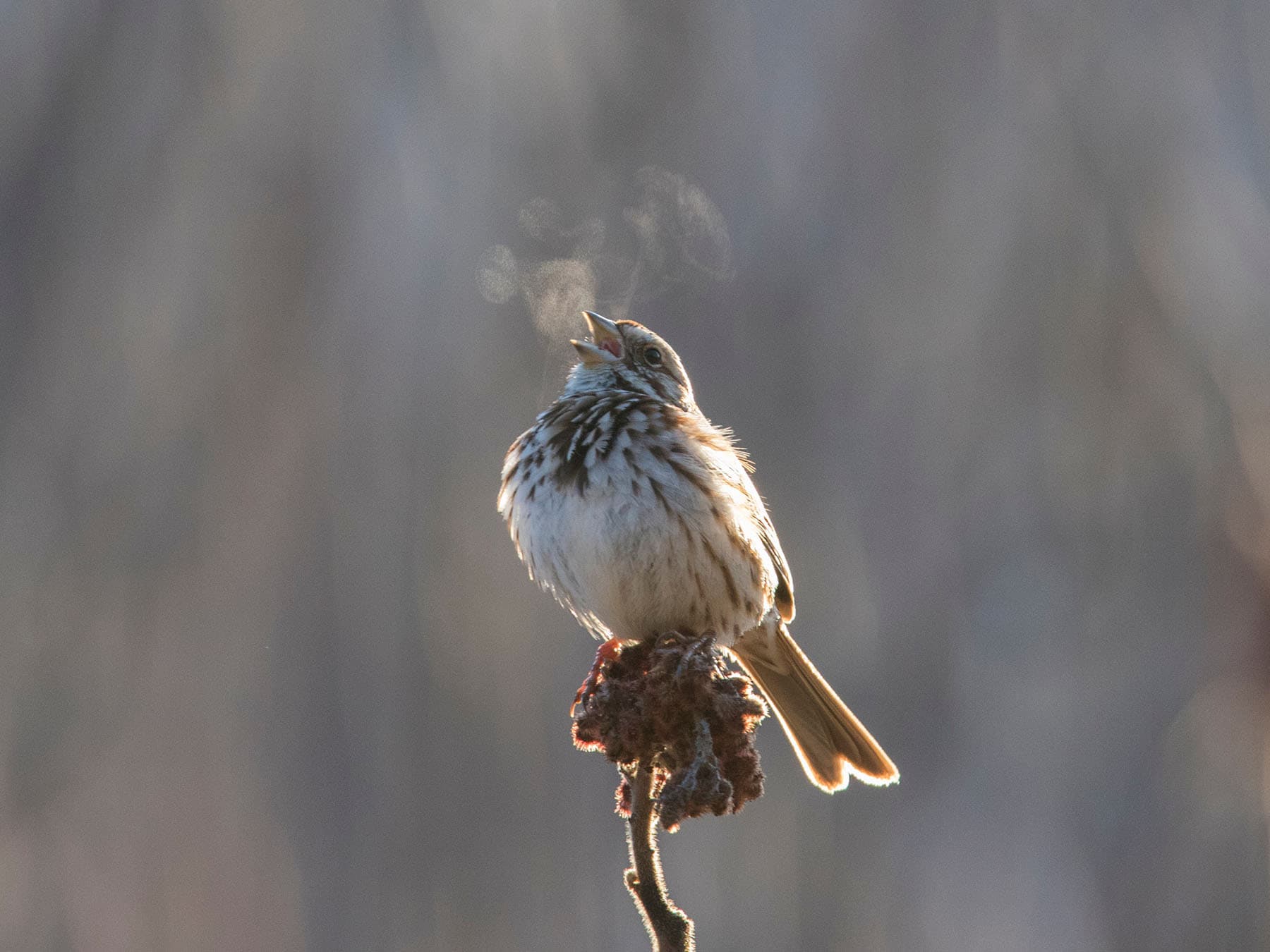 Song sparrow breathing