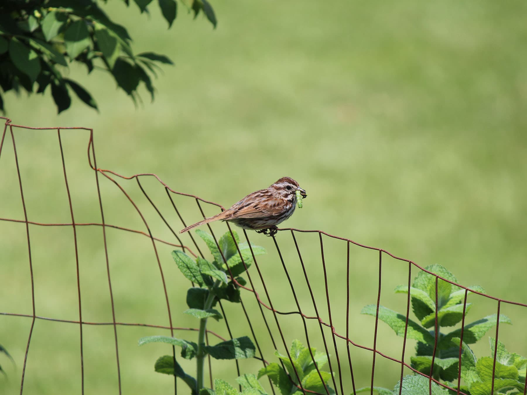 Song Sparrow Nesting: Nests, Eggs and Baby Song Sparrows