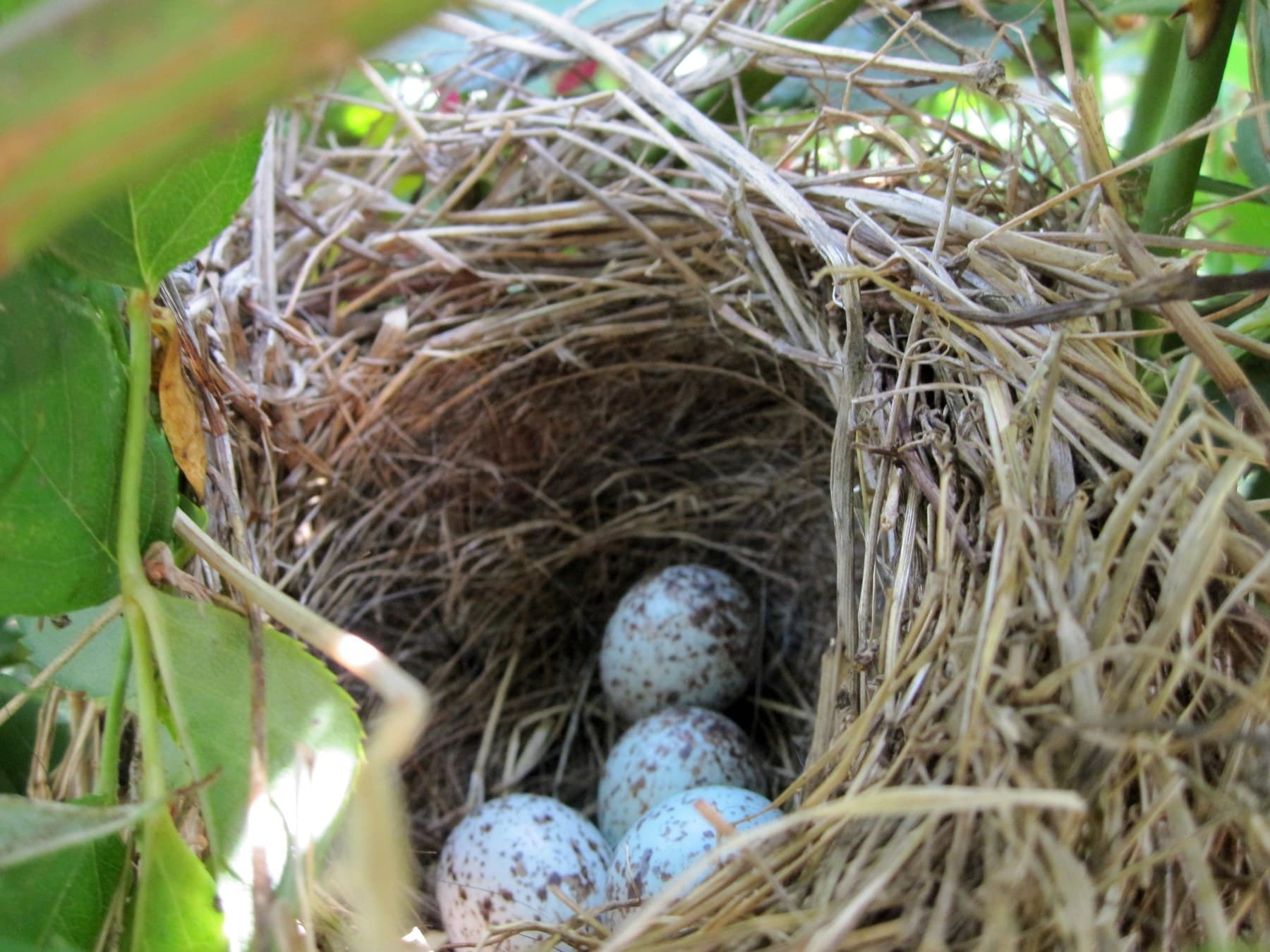 A Song Sparrow nest with four eggs: pale blue-green, speckled brown