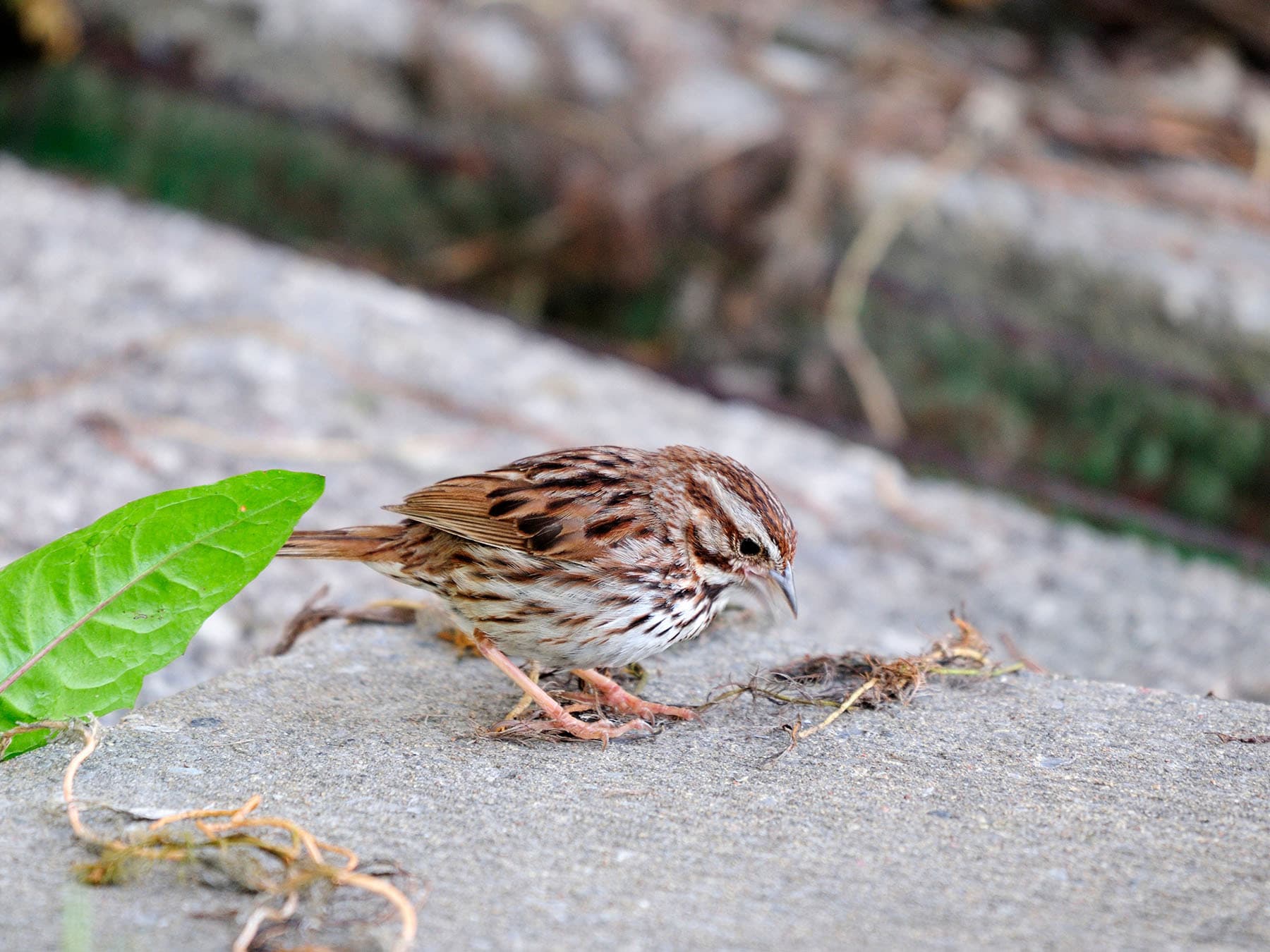A Song Sparrow beside loose plant fibers