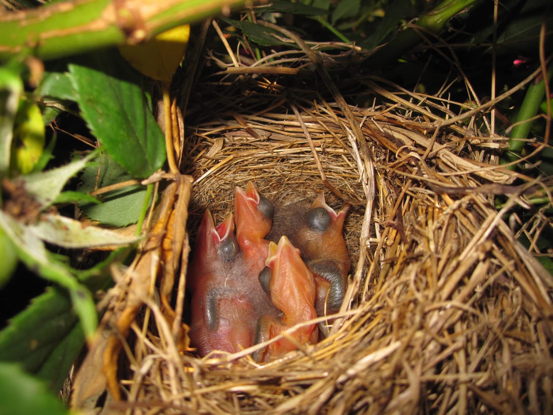 Newly hatched Song Sparrows: almost naked, with their eyes closed