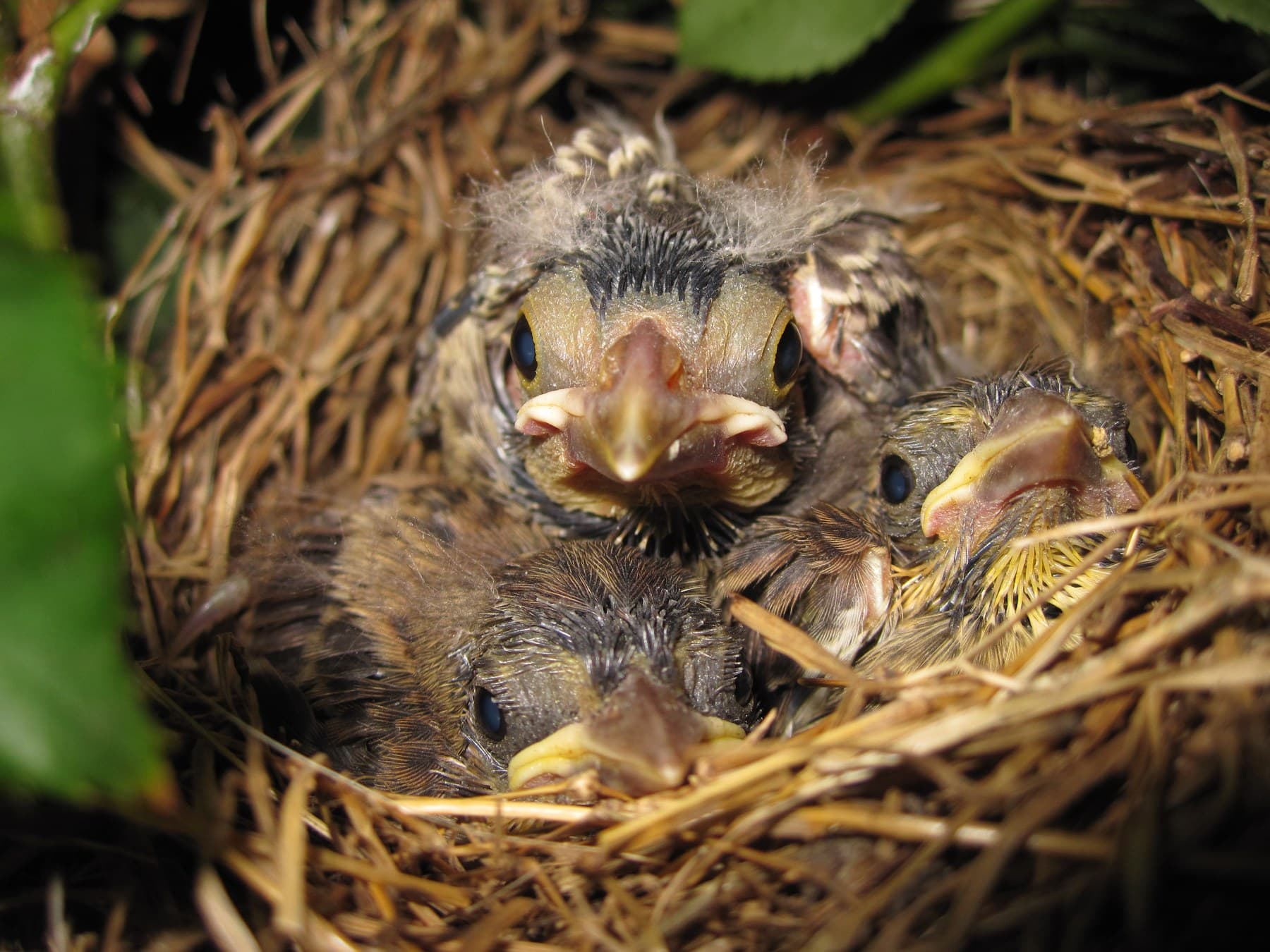 Older Song Sparrow nestlings, their feathers growing in