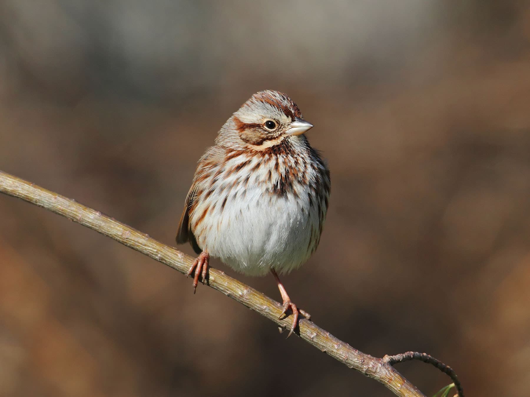 A Song Sparrow: streaked breast with a central spot, striped face and dark mustache stripe
