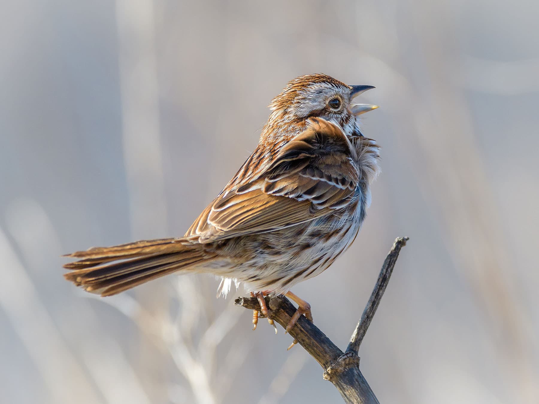 Song sparrow sing