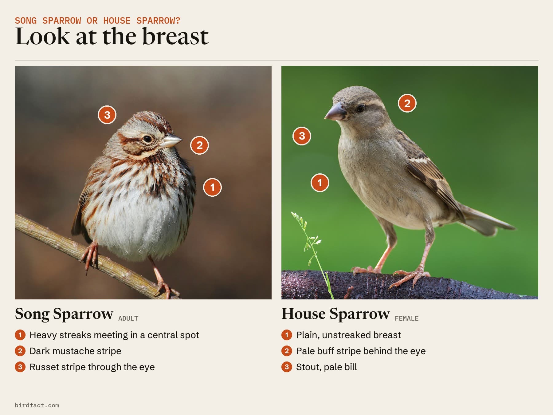 Comparison card, photos of a Song Sparrow on the left and a female House Sparrow on the right, headed 'Look at the breast'. Song Sparrow: heavy streaks meeting in a central spot; dark mustache stripe; russet stripe through the eye. Female House Sparrow: plain, unstreaked breast; pale buff stripe behind the eye; stout, pale bill.