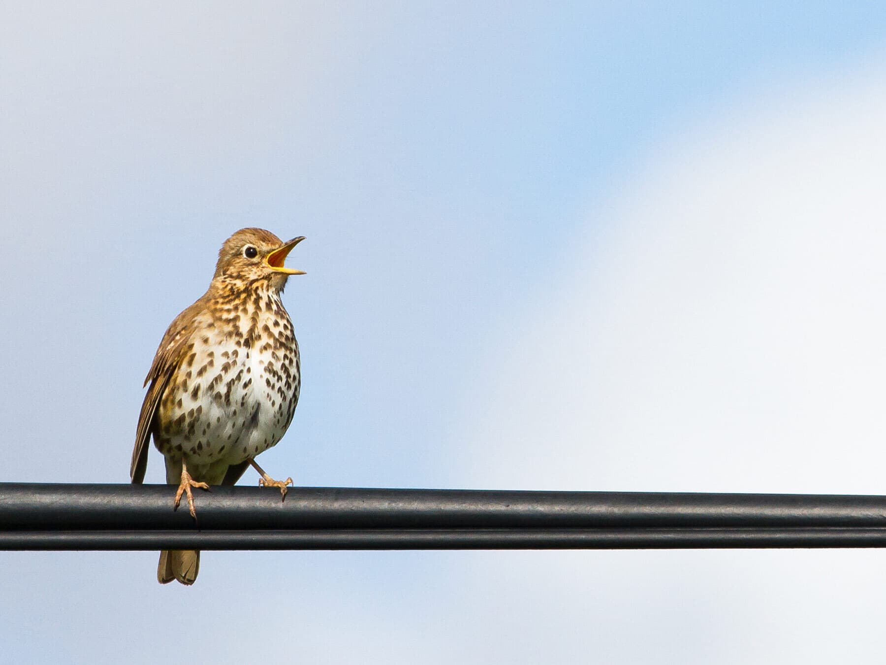 Song thrush wire