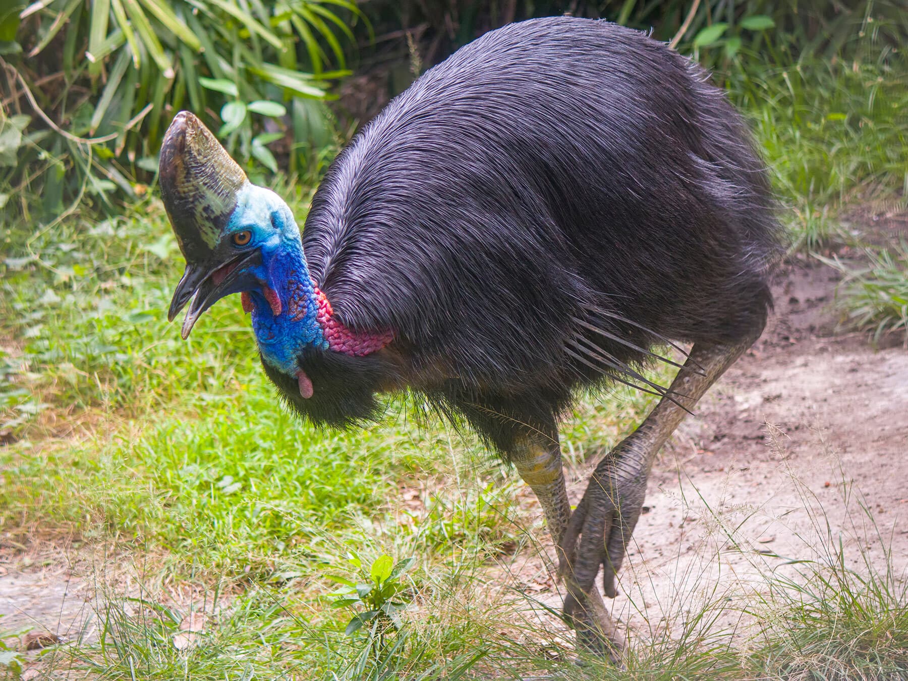 Southern cassowary searching food