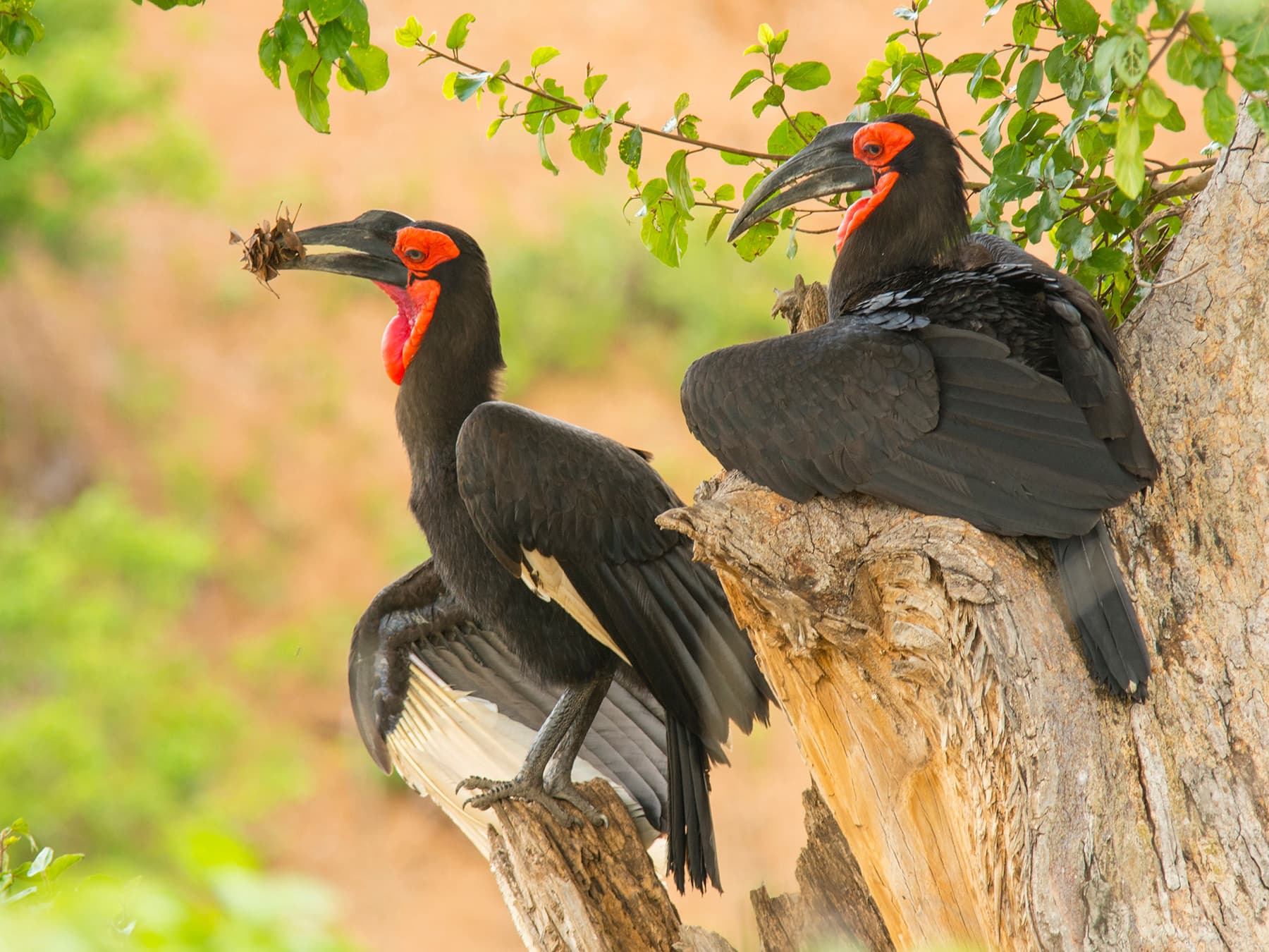 Southern ground hornbills in tree