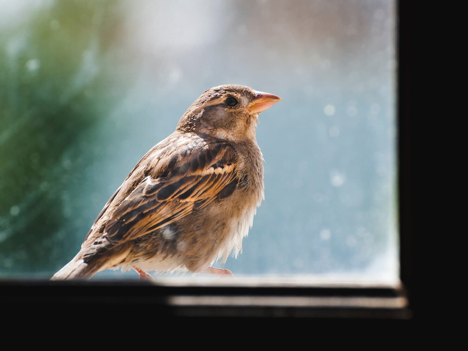 Sparrow at window