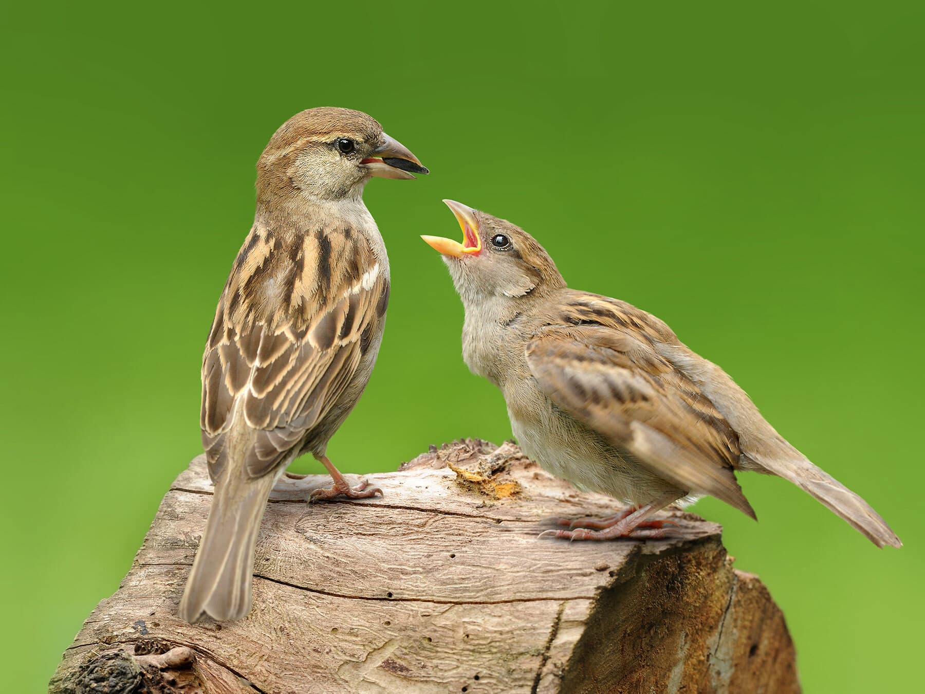 Sparrow feeding young