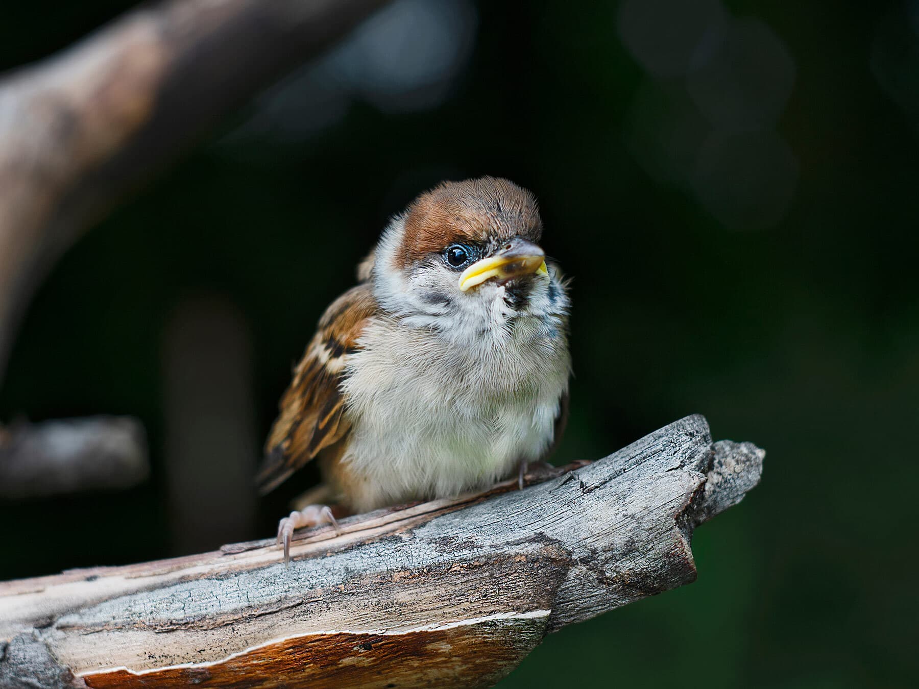 Sparrow fledgling