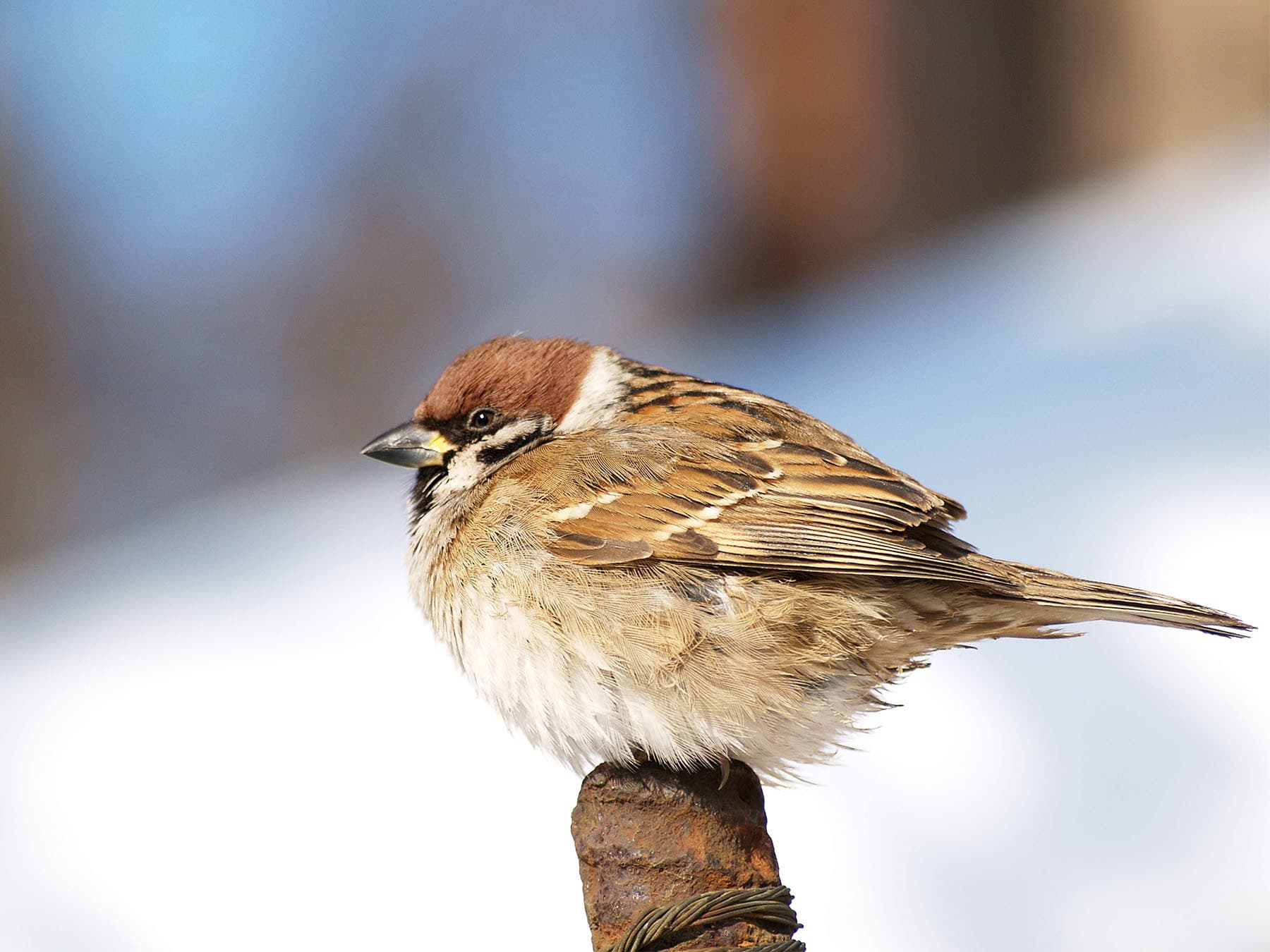 Sparrow on winter day