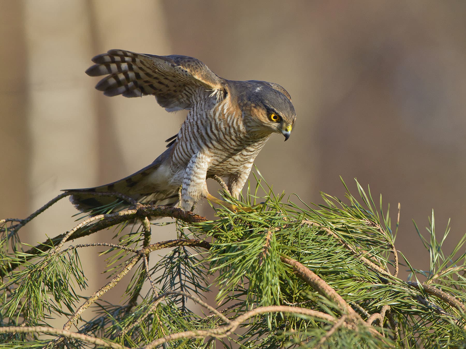 Sparrowhawk attack