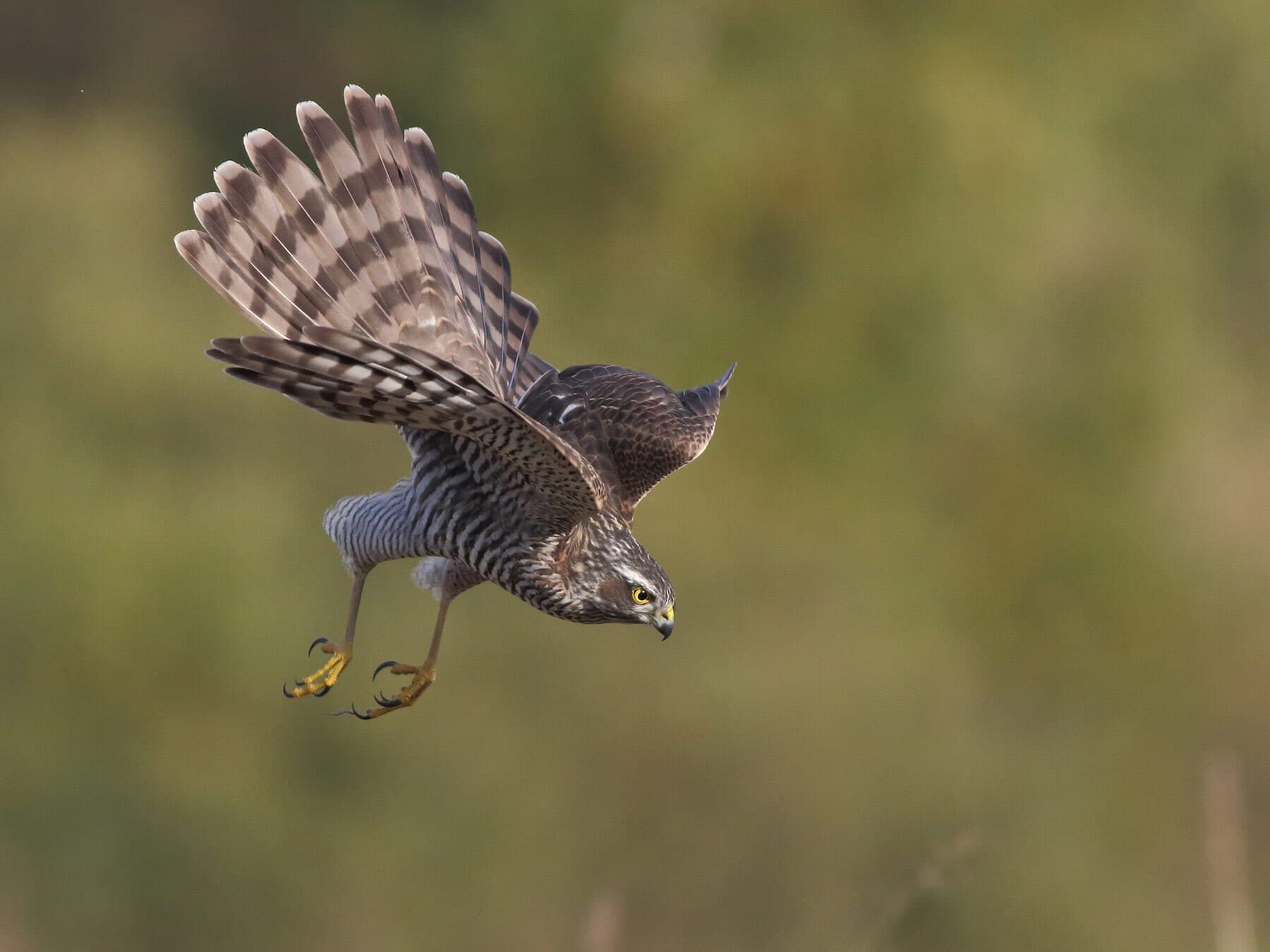 Sparrowhawk diving for prey