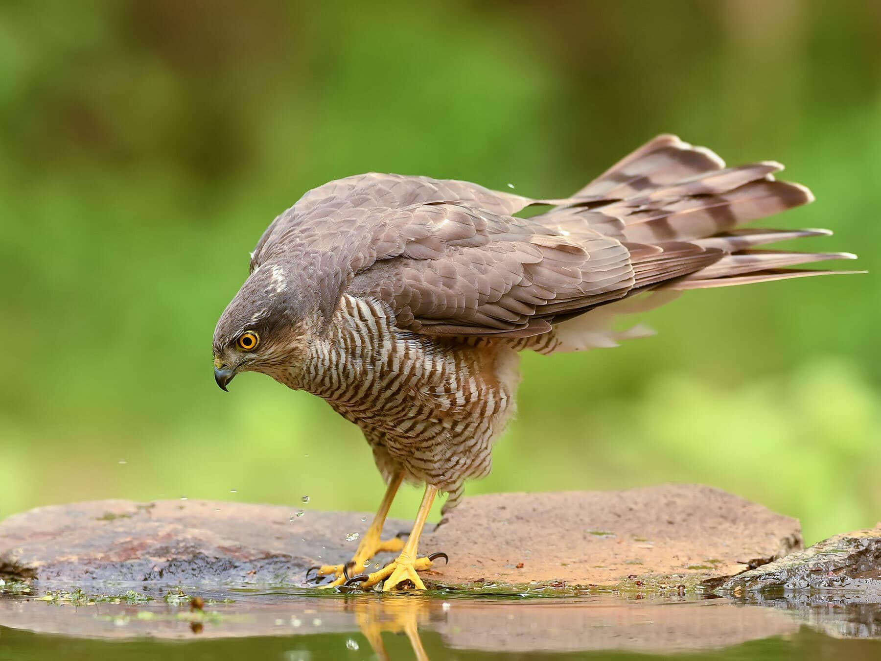 Sparrowhawk drinking water