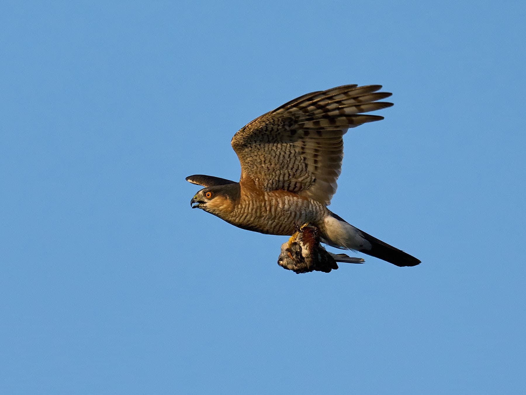 Sparrowhawk flying with prey