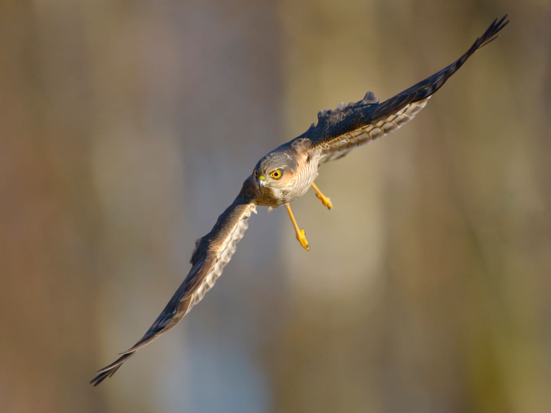 Sparrowhawk hunting flight