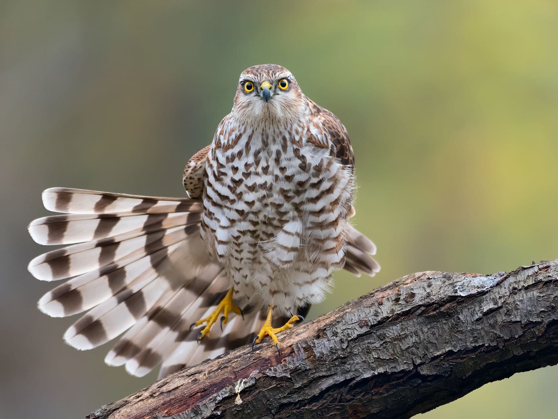 Sparrowhawk Hunting (Behaviour, Prey, Techniques + FAQs)