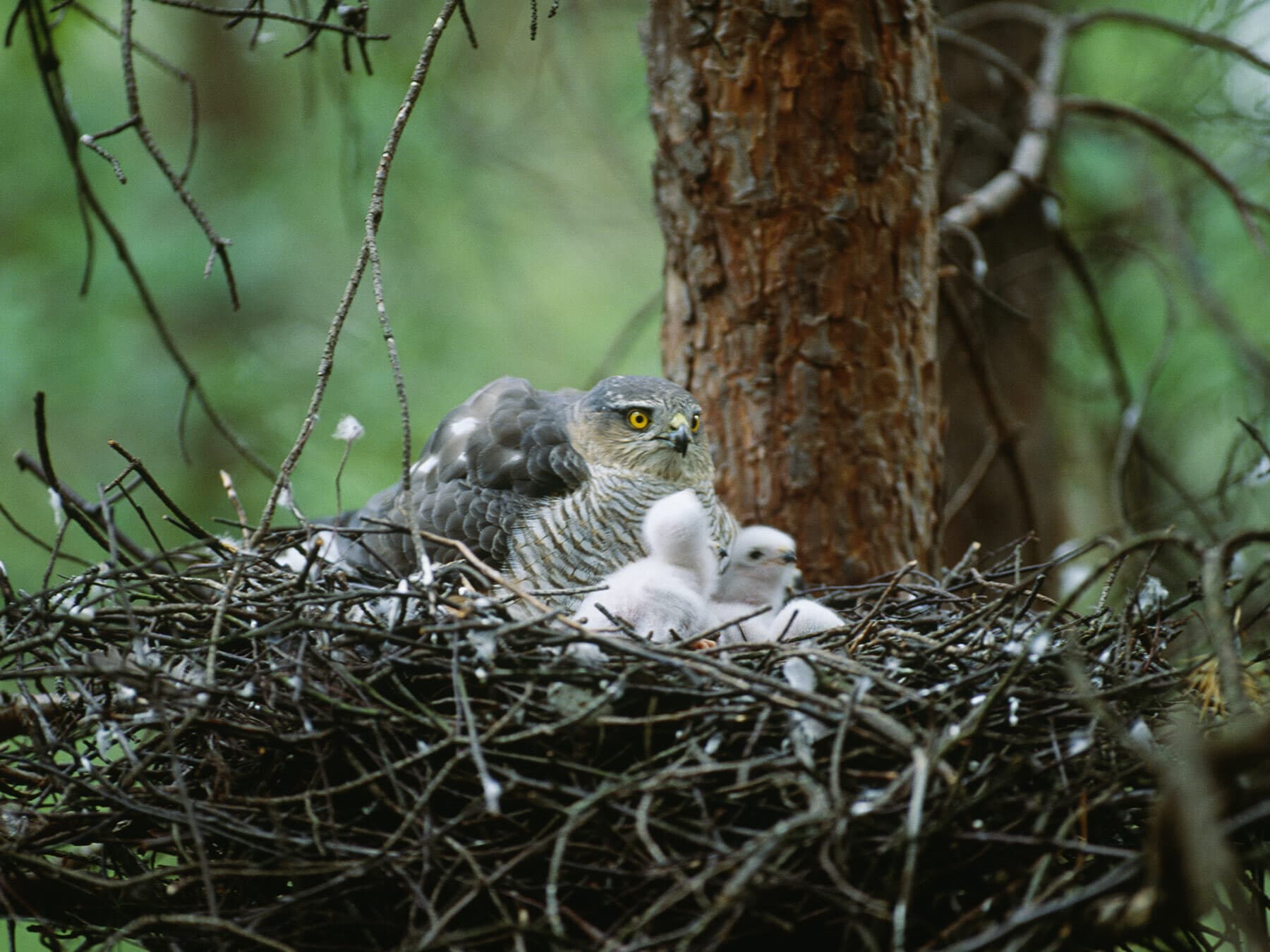 Sparrowhawk in nest with chicks