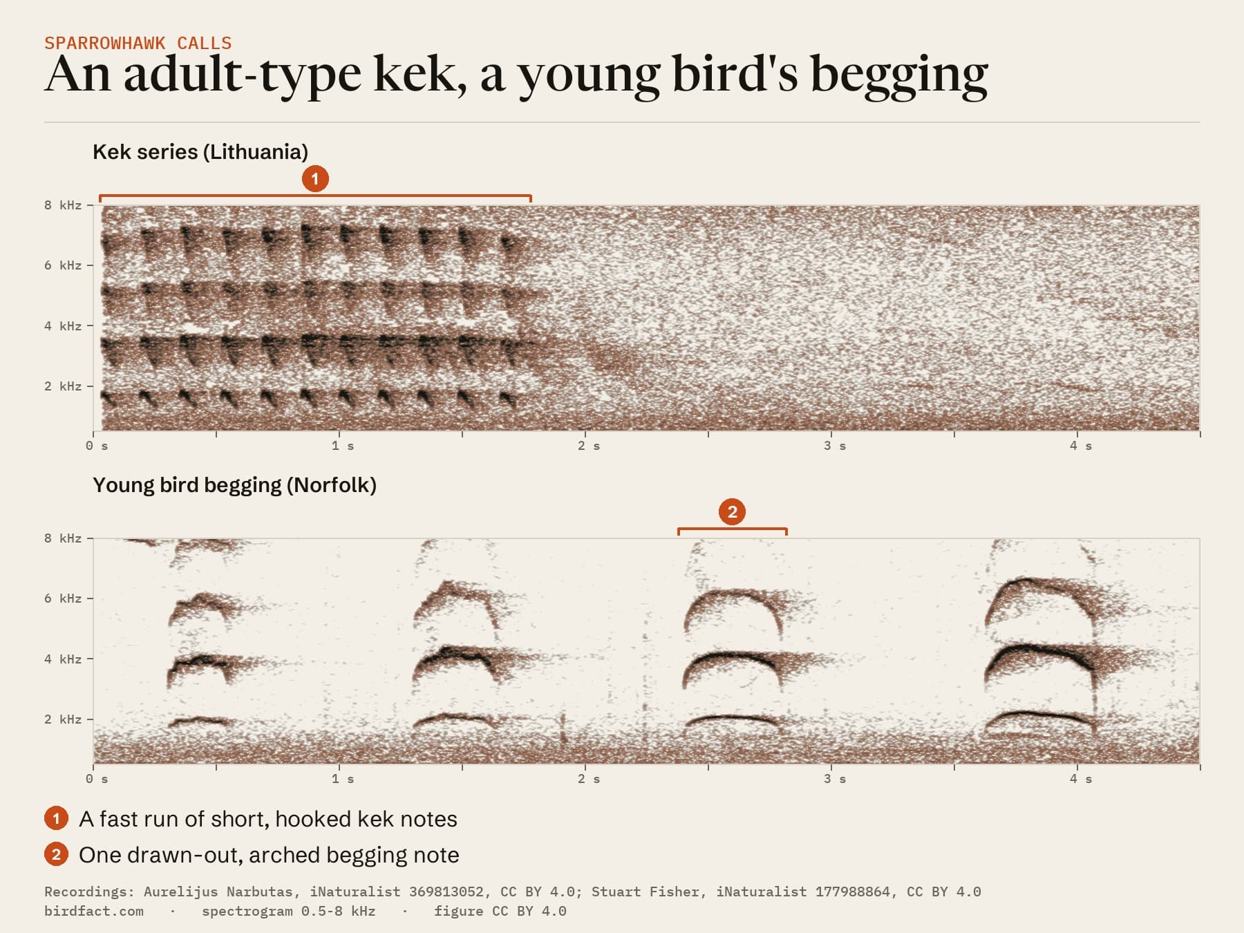 Spectrograms of an adult-type kek series (Lithuania) and a young Sparrowhawk begging (Norfolk), on the same time scale: a fast run of short, hooked notes, and long arched notes about a second apart