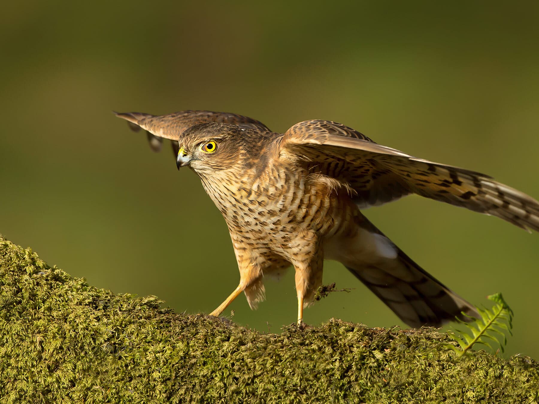 Sparrowhawk on log