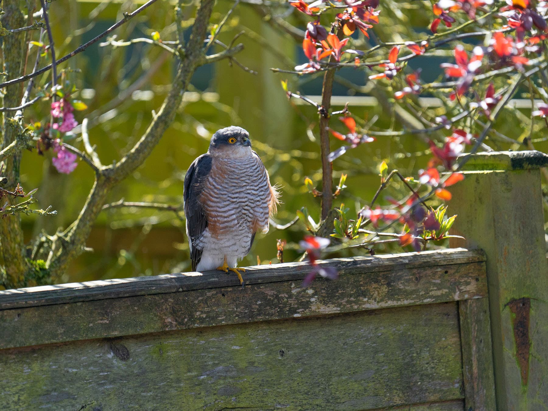 Sparrowhawk perched in garden