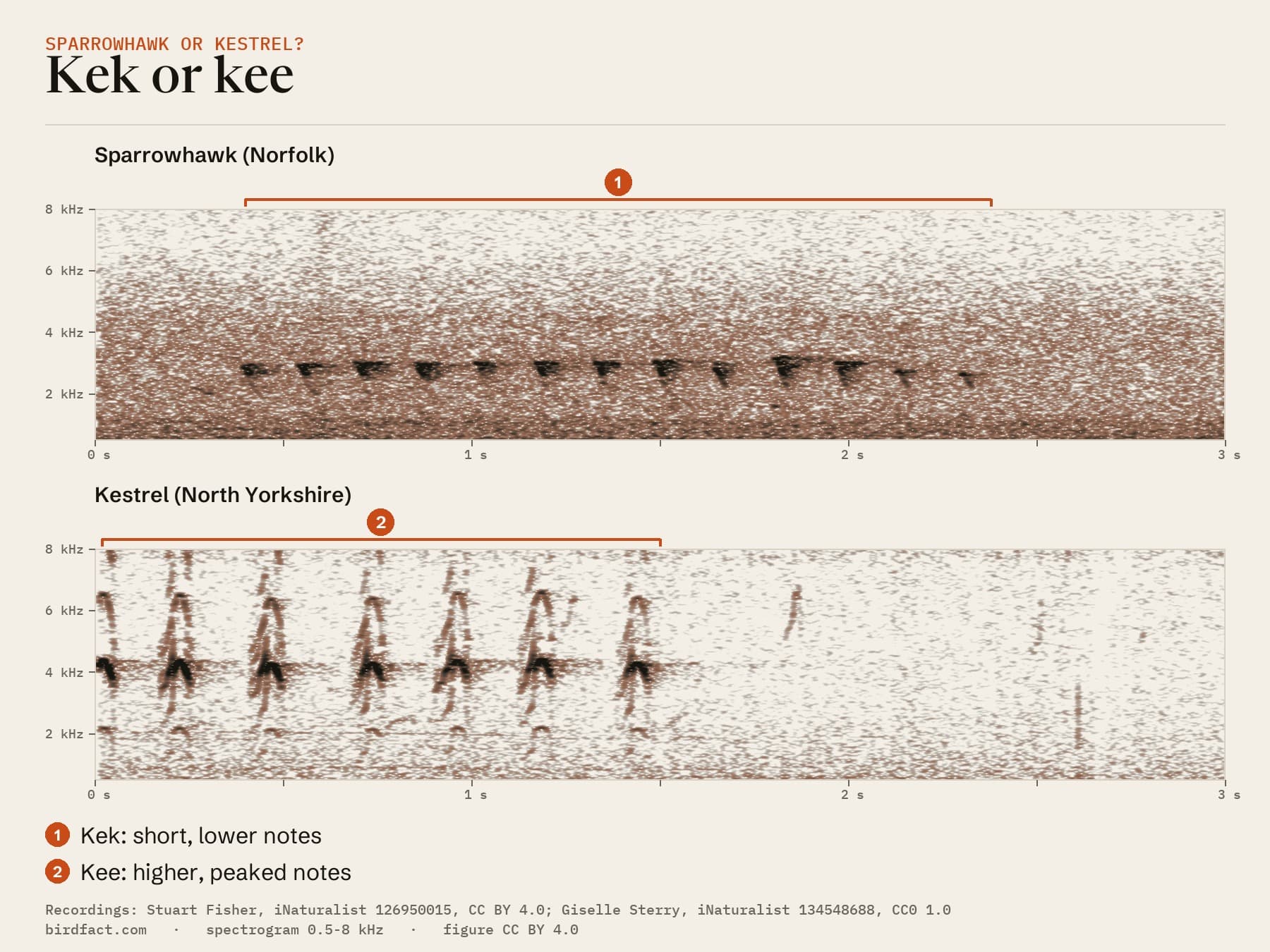 Spectrograms of a Sparrowhawk's kek series (Norfolk) and a Kestrel's kee series (North Yorkshire) on the same time scale