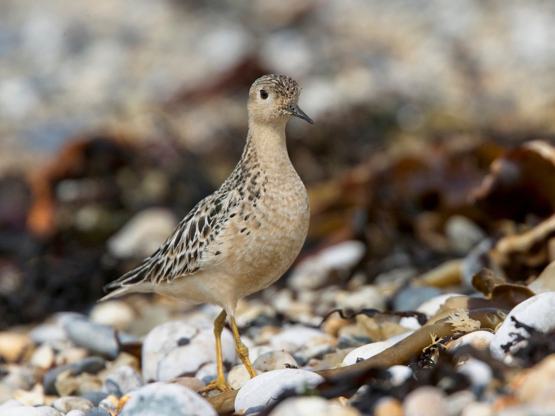Buff-breasted Sandpiper