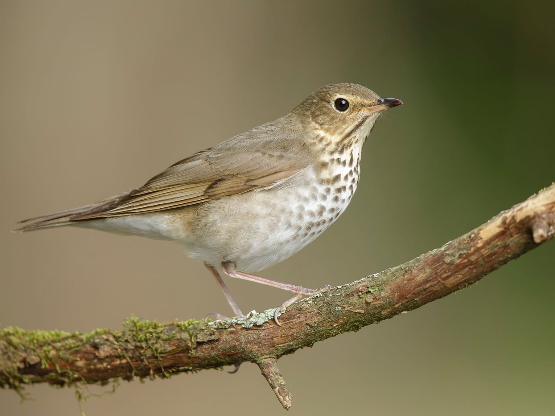 Swainson's Thrush