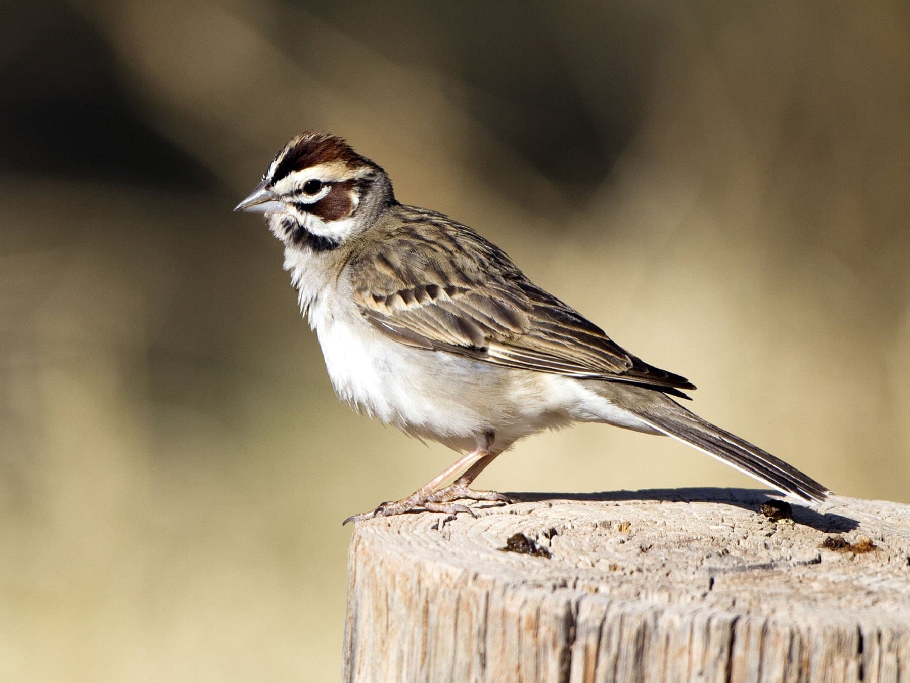 Lark Sparrow
