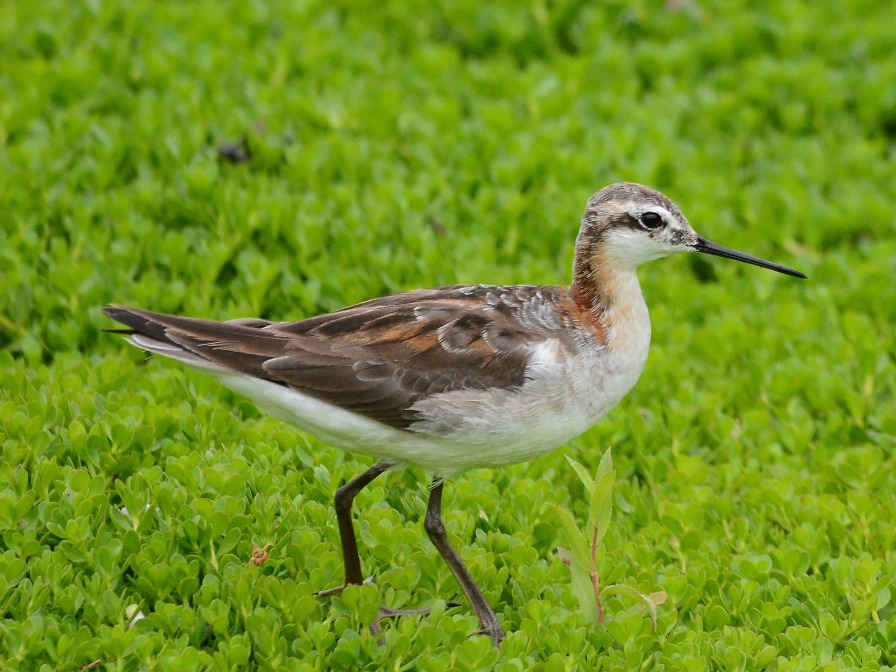 Wilson's Phalarope