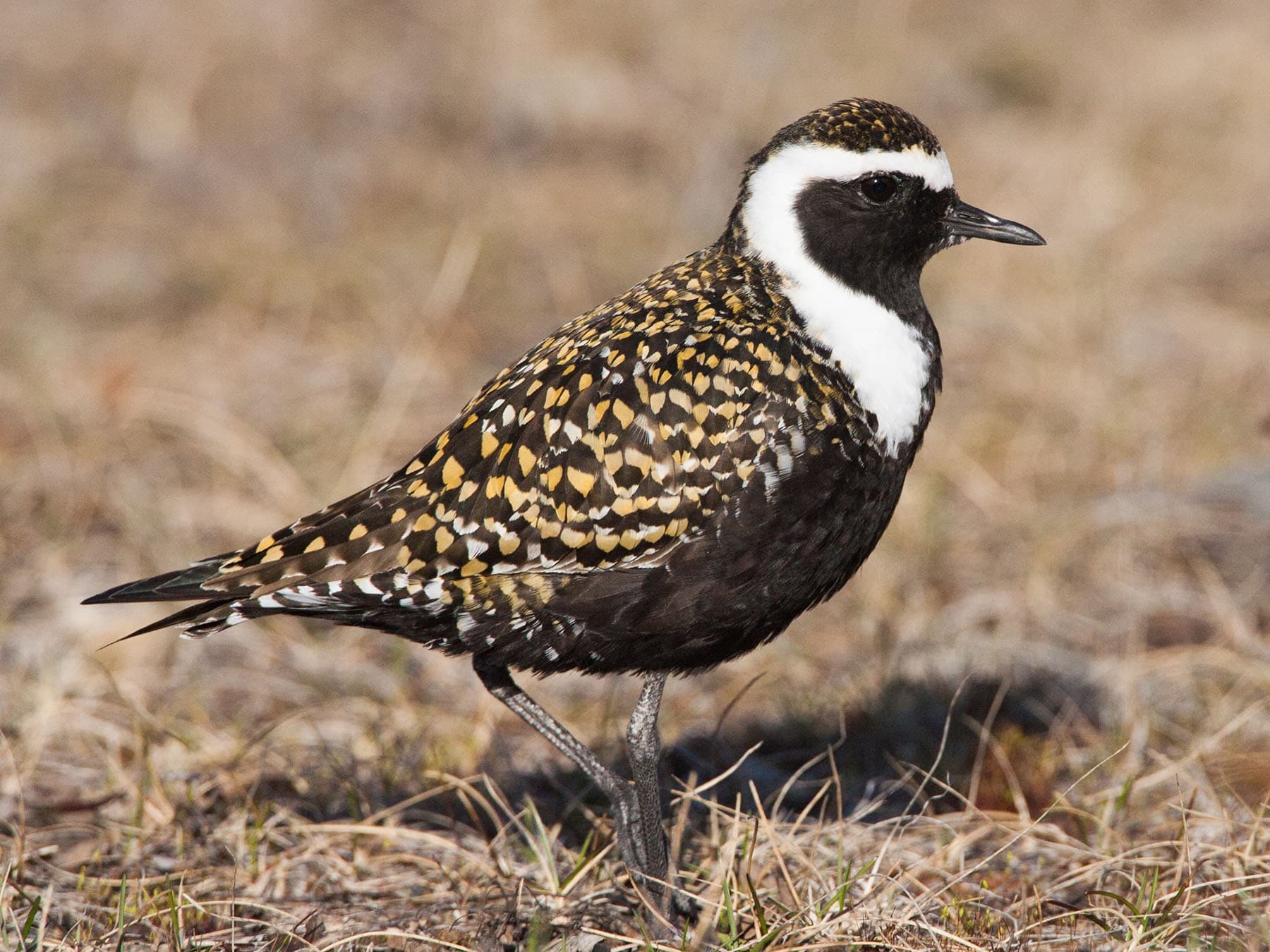 American Golden-Plover