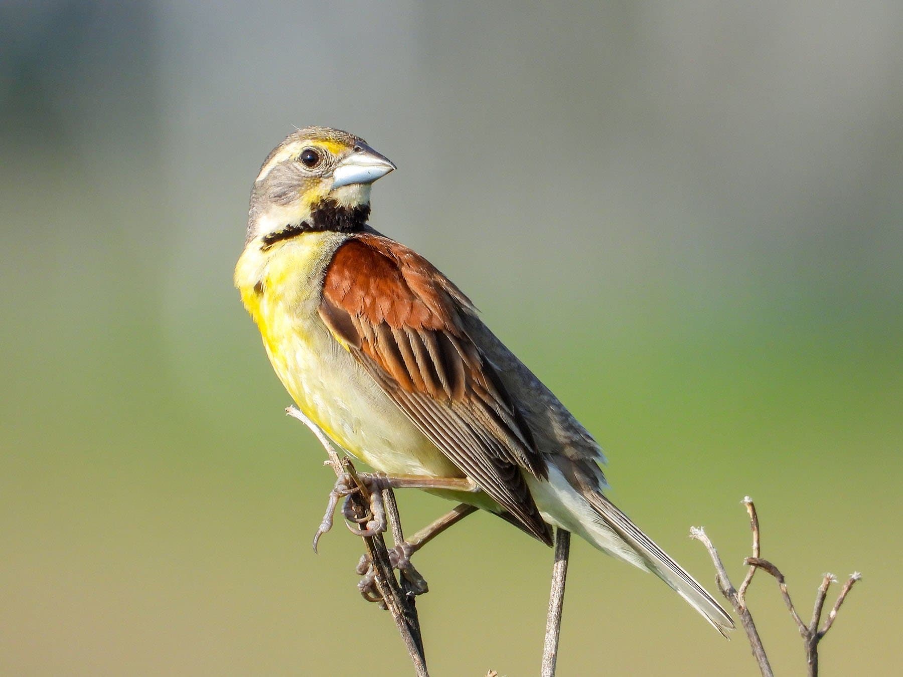 Dickcissel