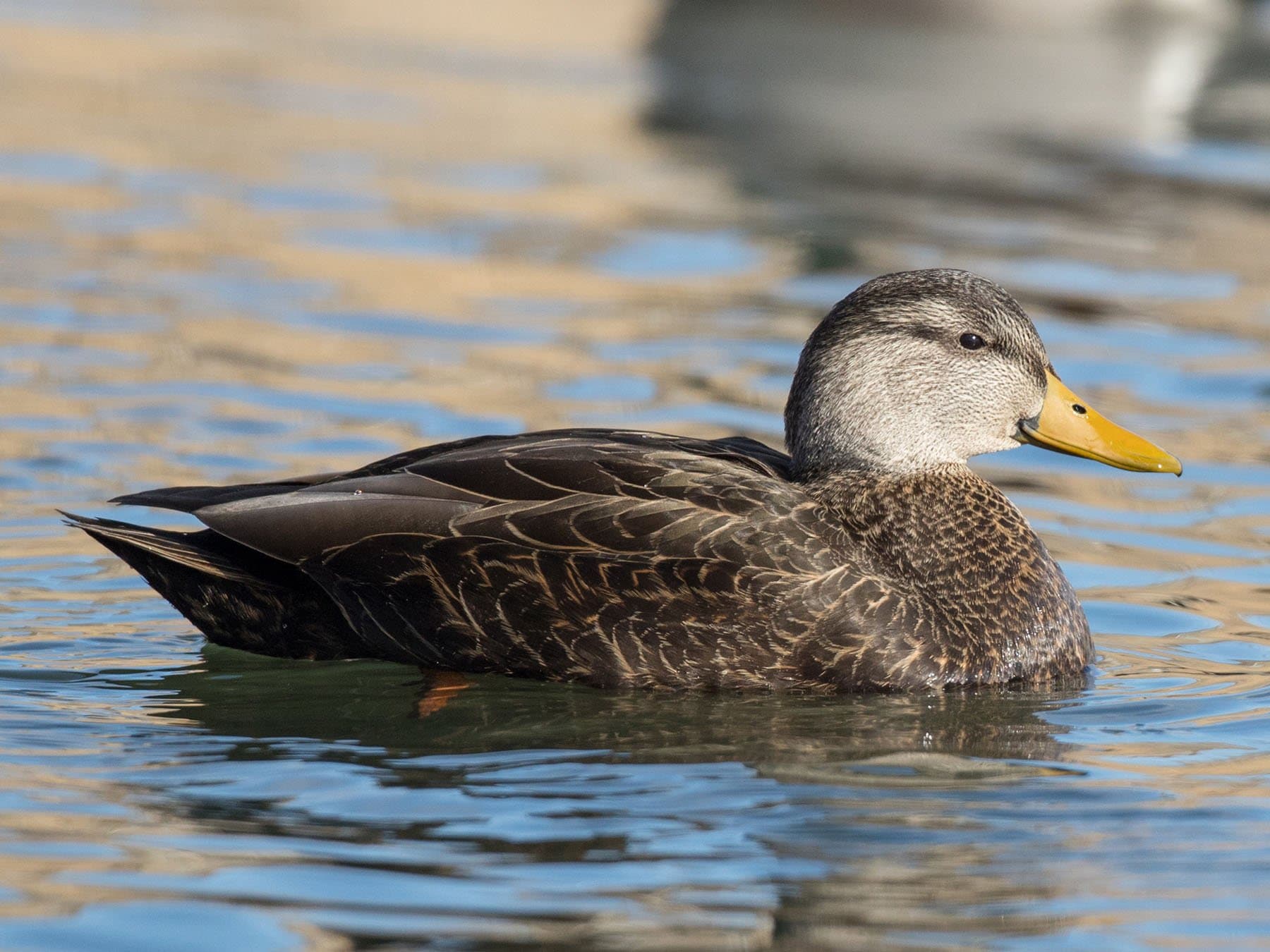 American Black Duck
