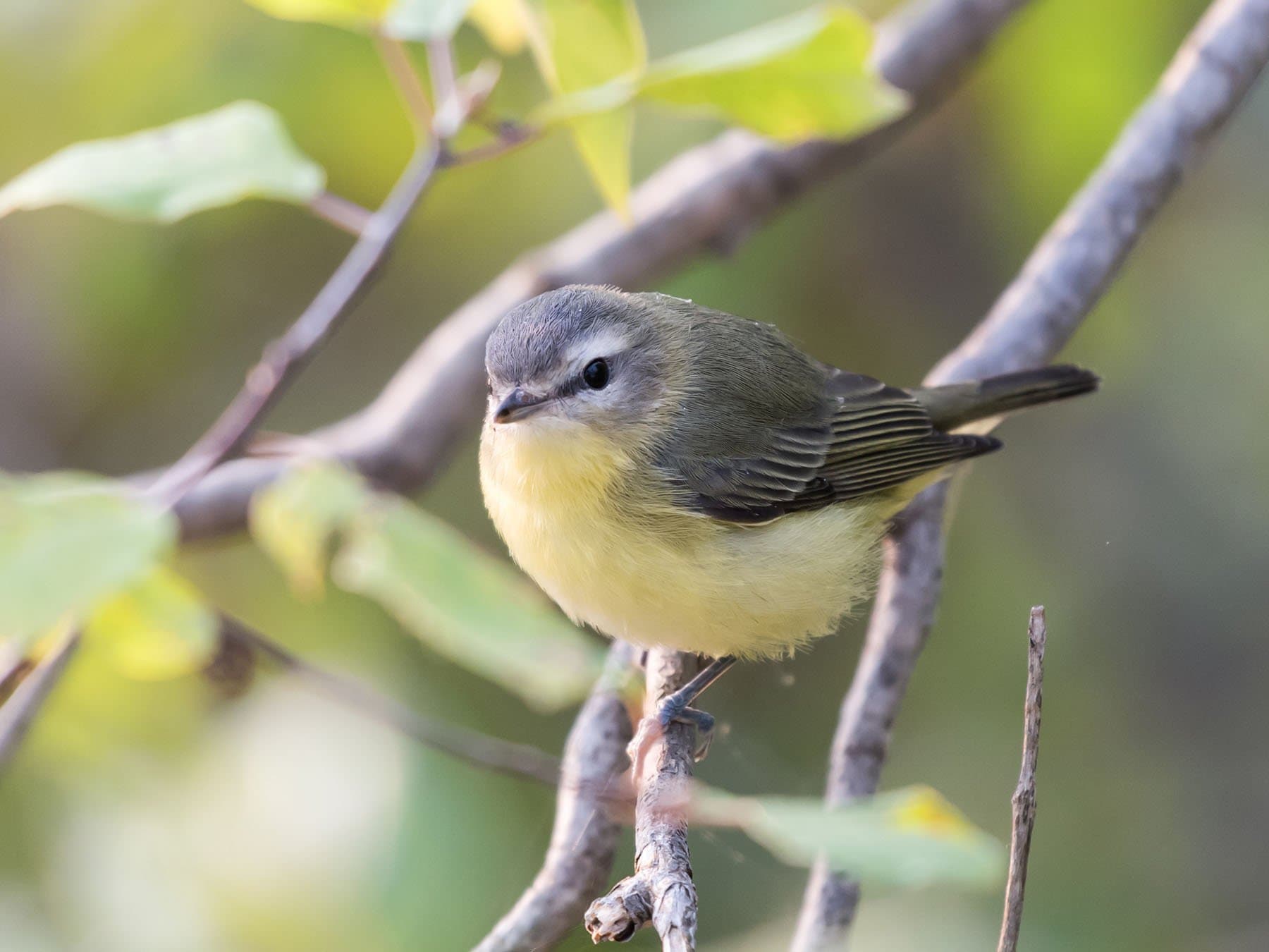 Philadelphia Vireo