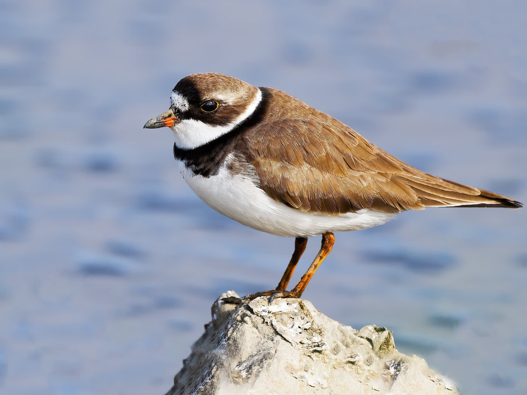 Semipalmated Plover