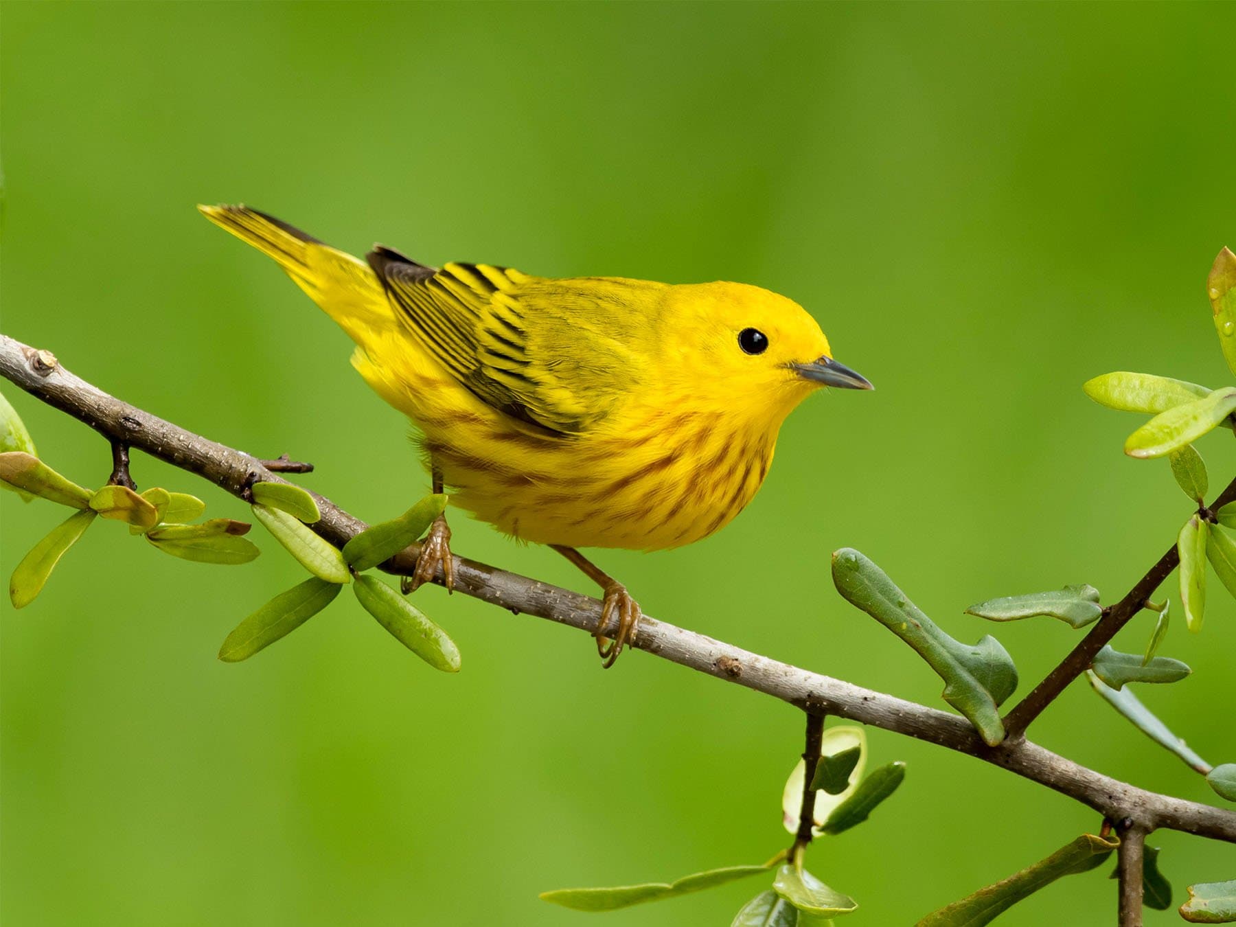 Northern Yellow Warbler