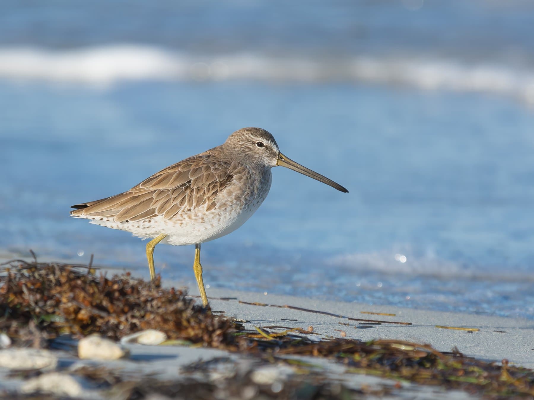 Short-billed Dowitcher
